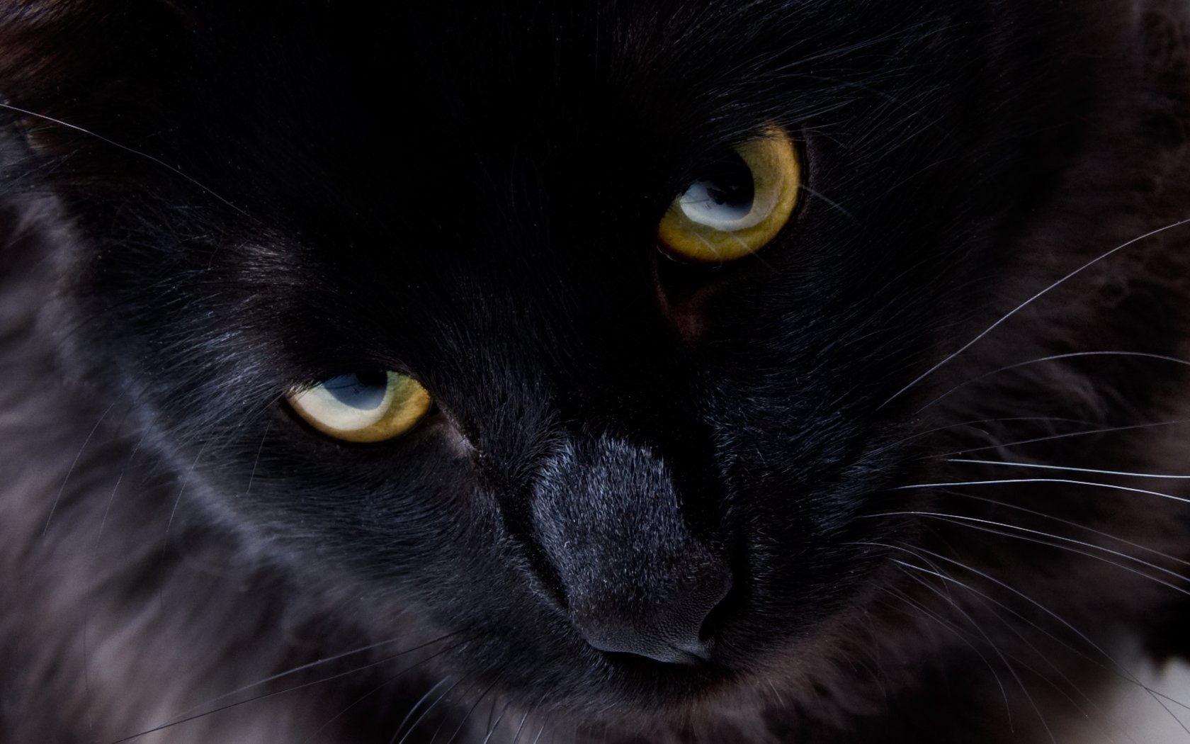 schwarze katze katze augen blick