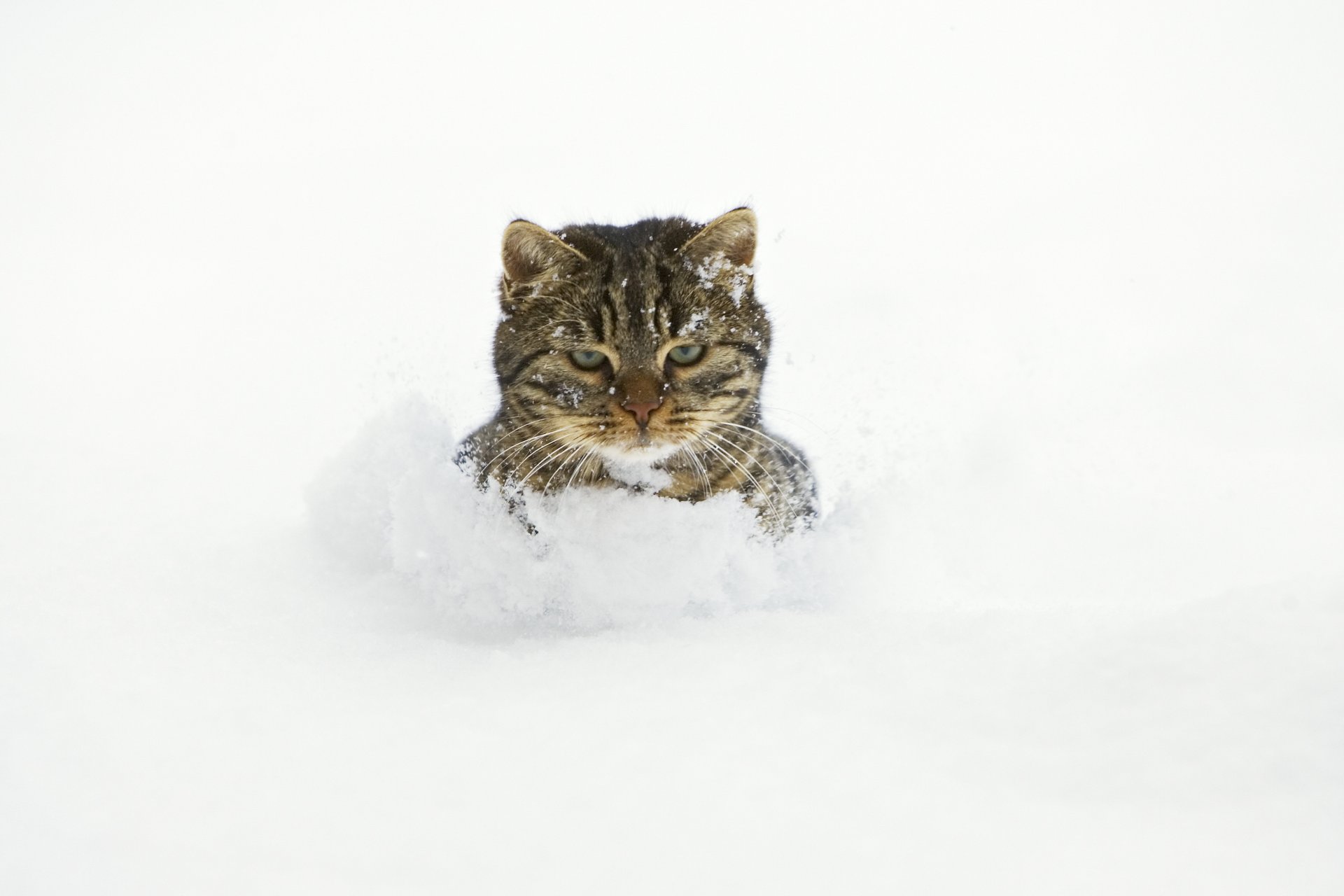 chat neige dérives