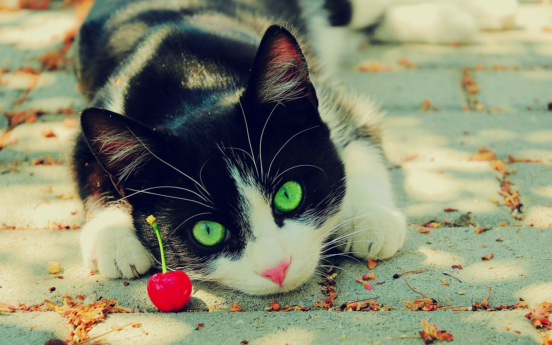 chat yeux cerise