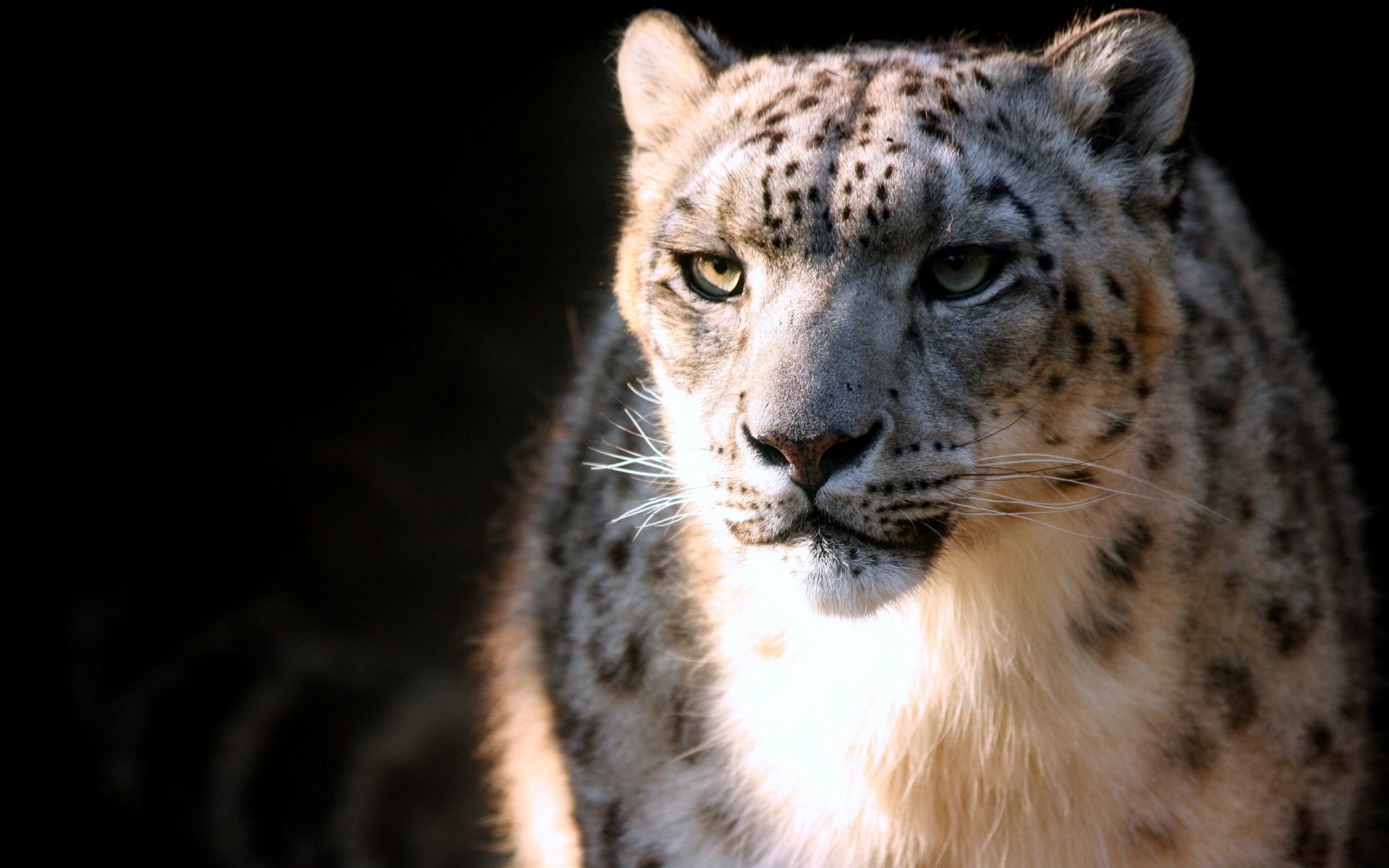 irbis leopardo de las nieves manchas depredador