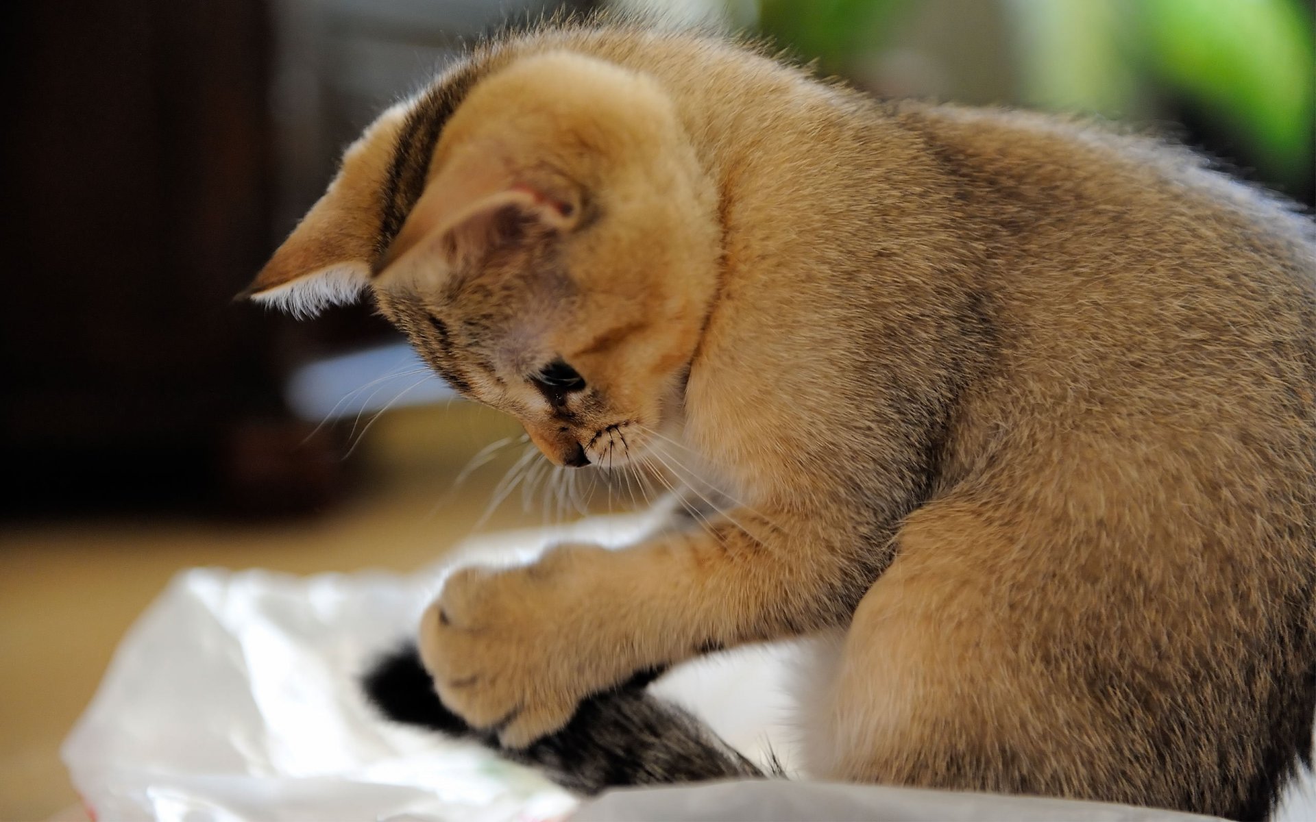 kitten plays close-up note