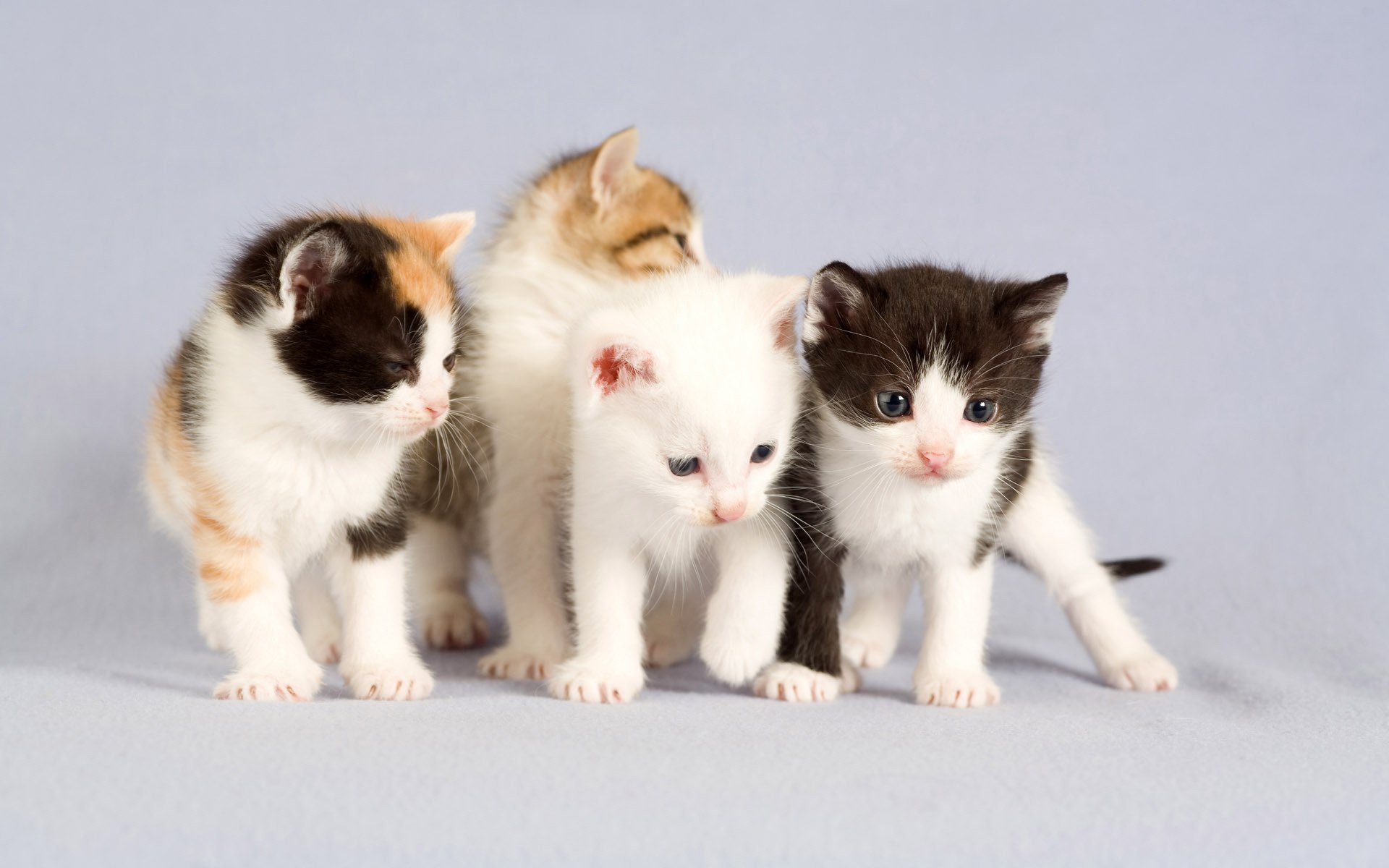 chatons quatre portrait