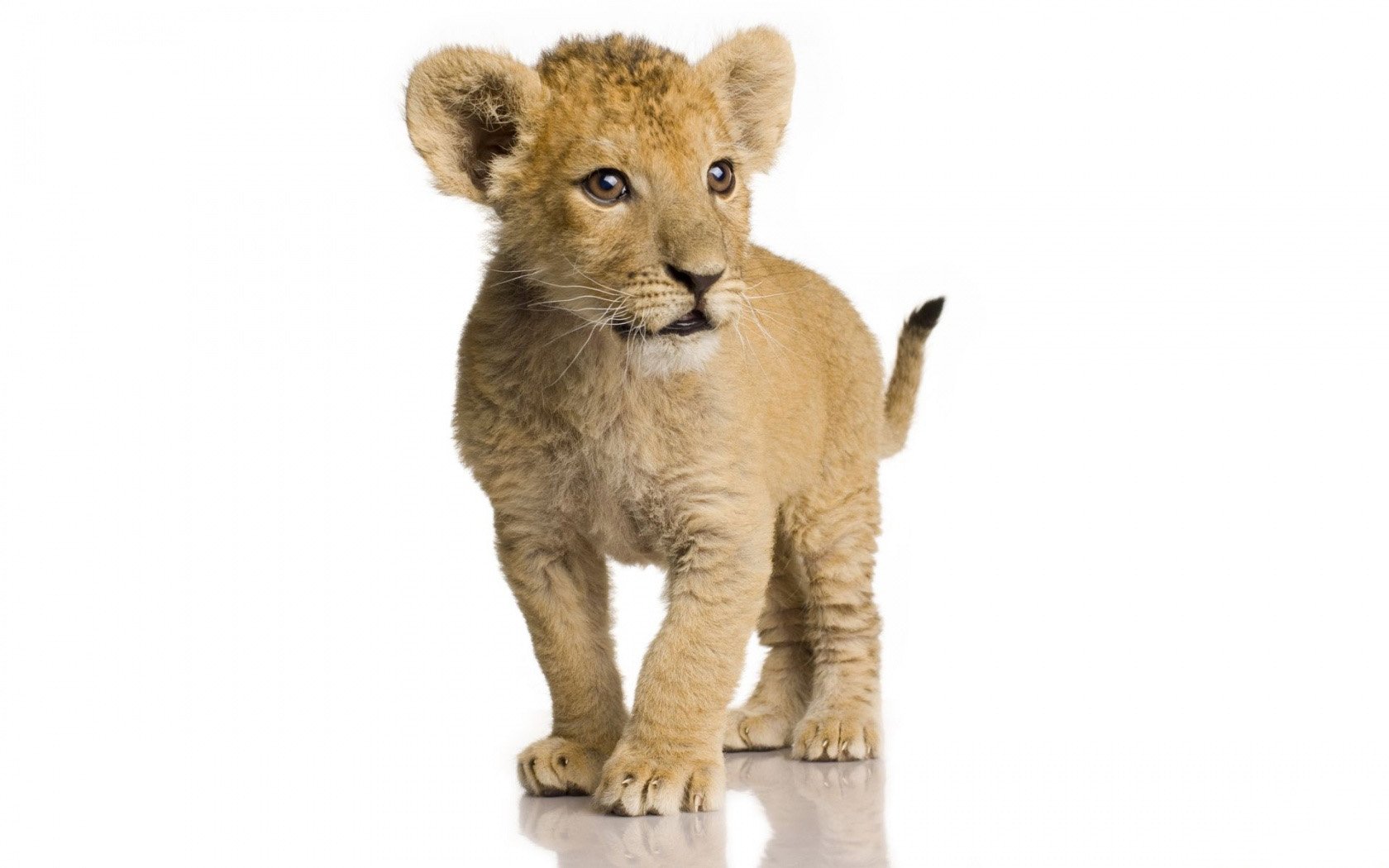 leo lion kitten