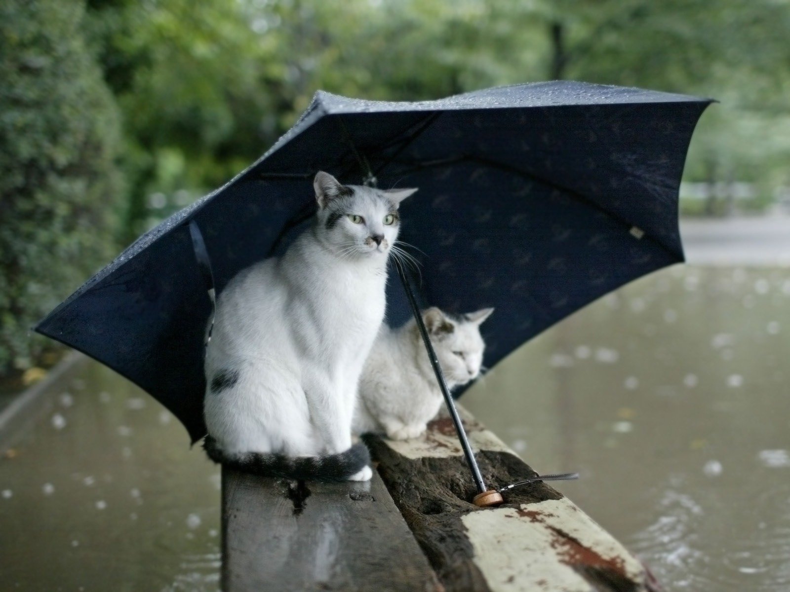 autumn rain umbrella