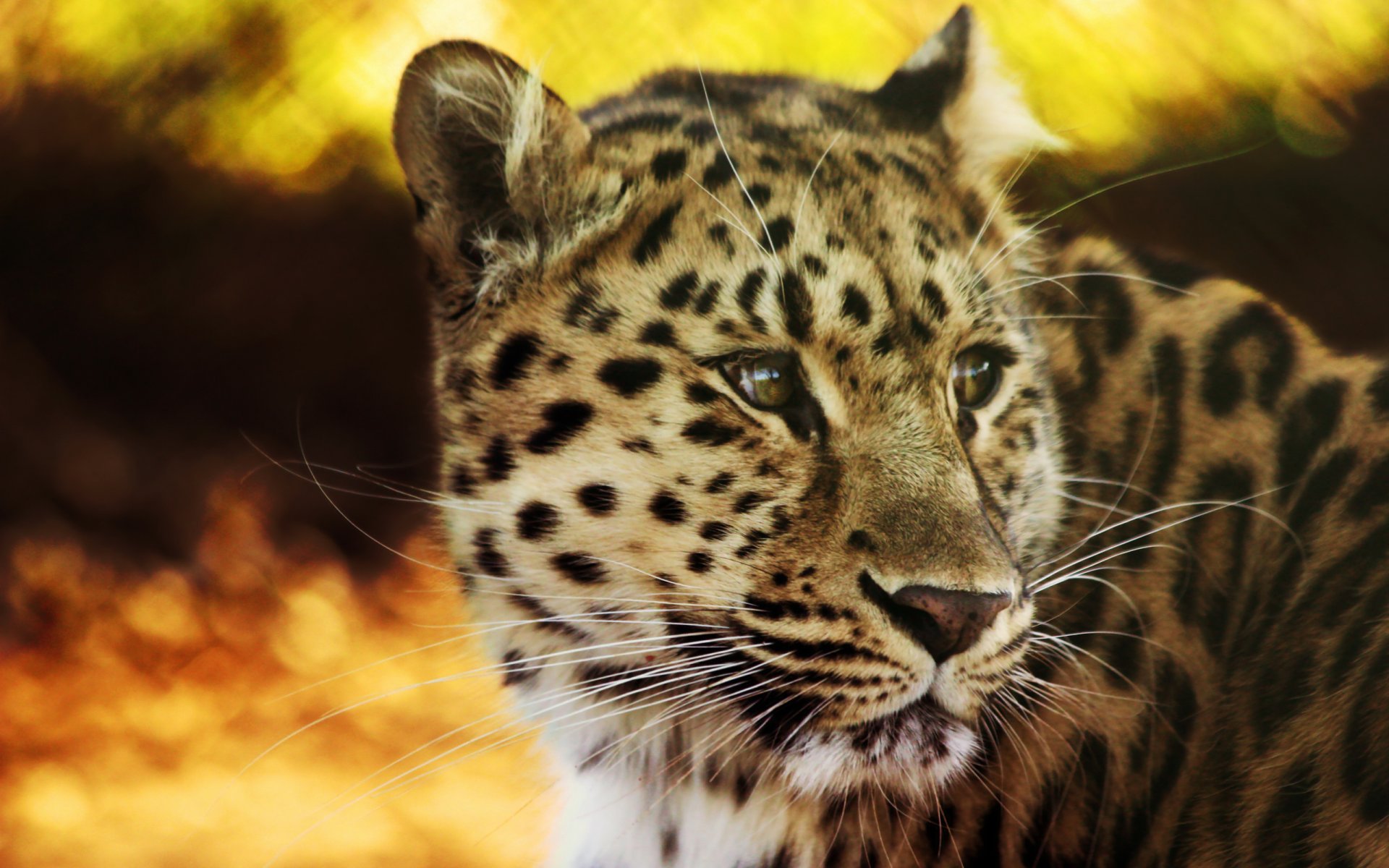 leopardo mirada poder