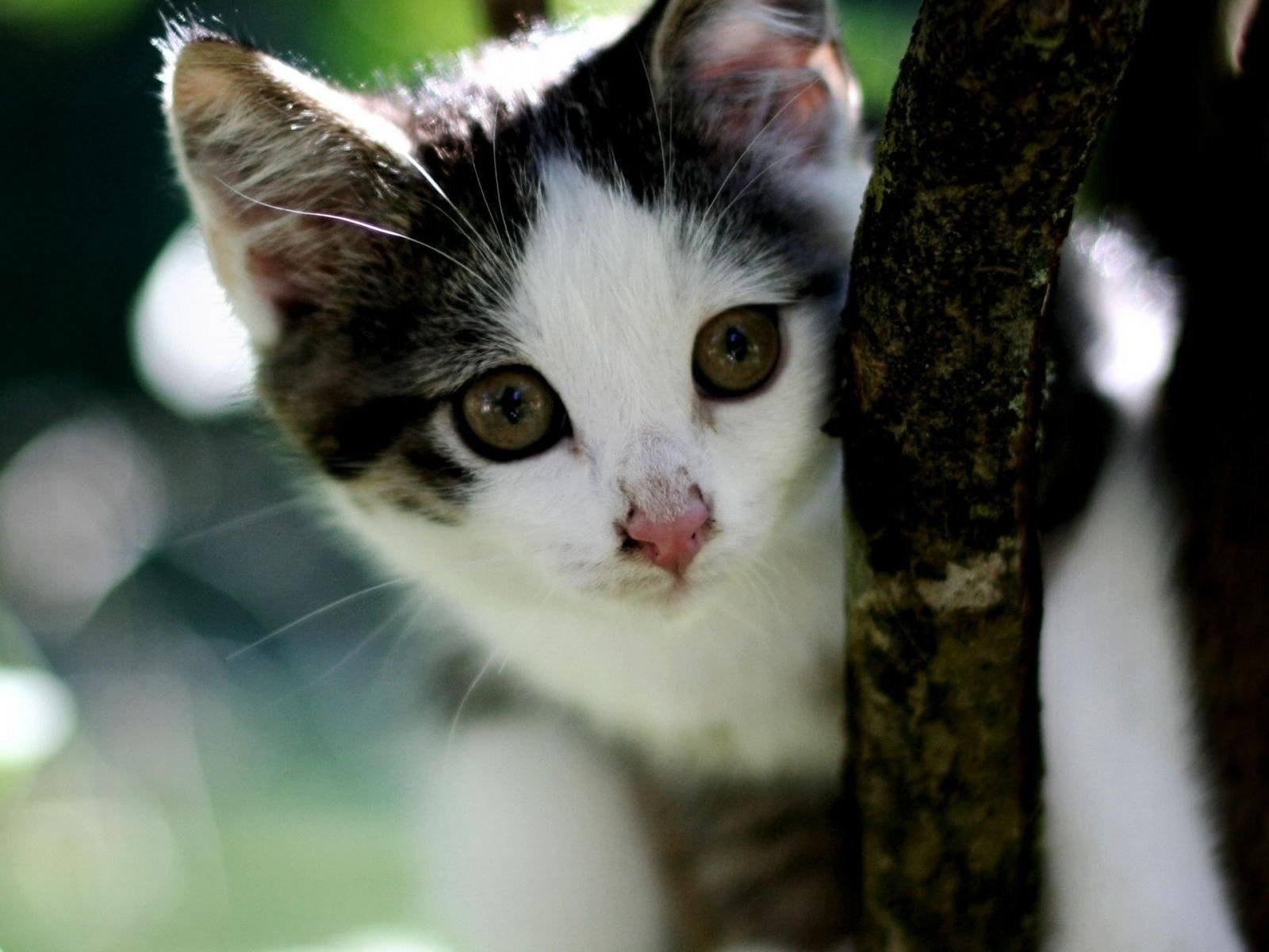 rama de árbol gatito hocico lindo