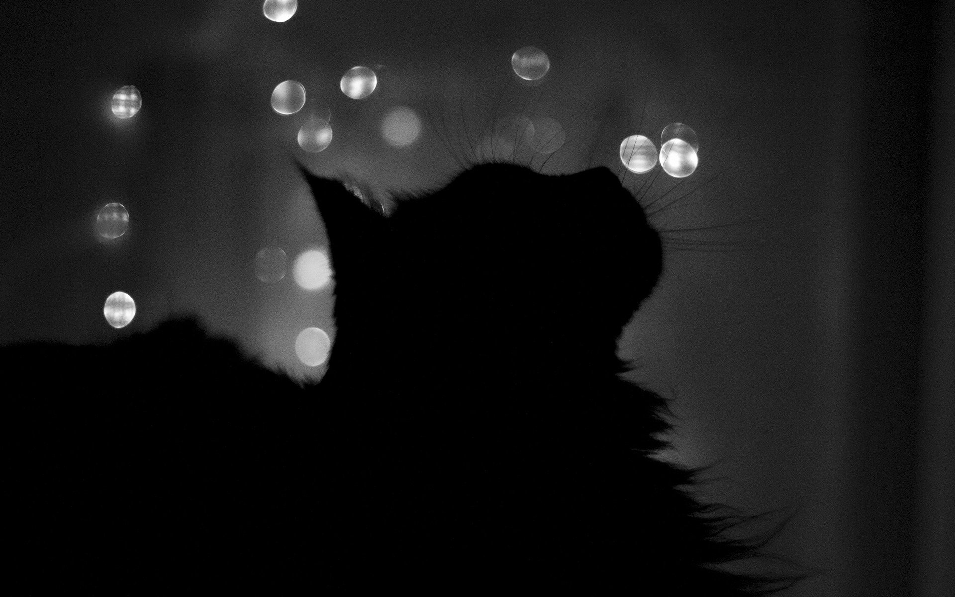 silhouette katze nacht fenster