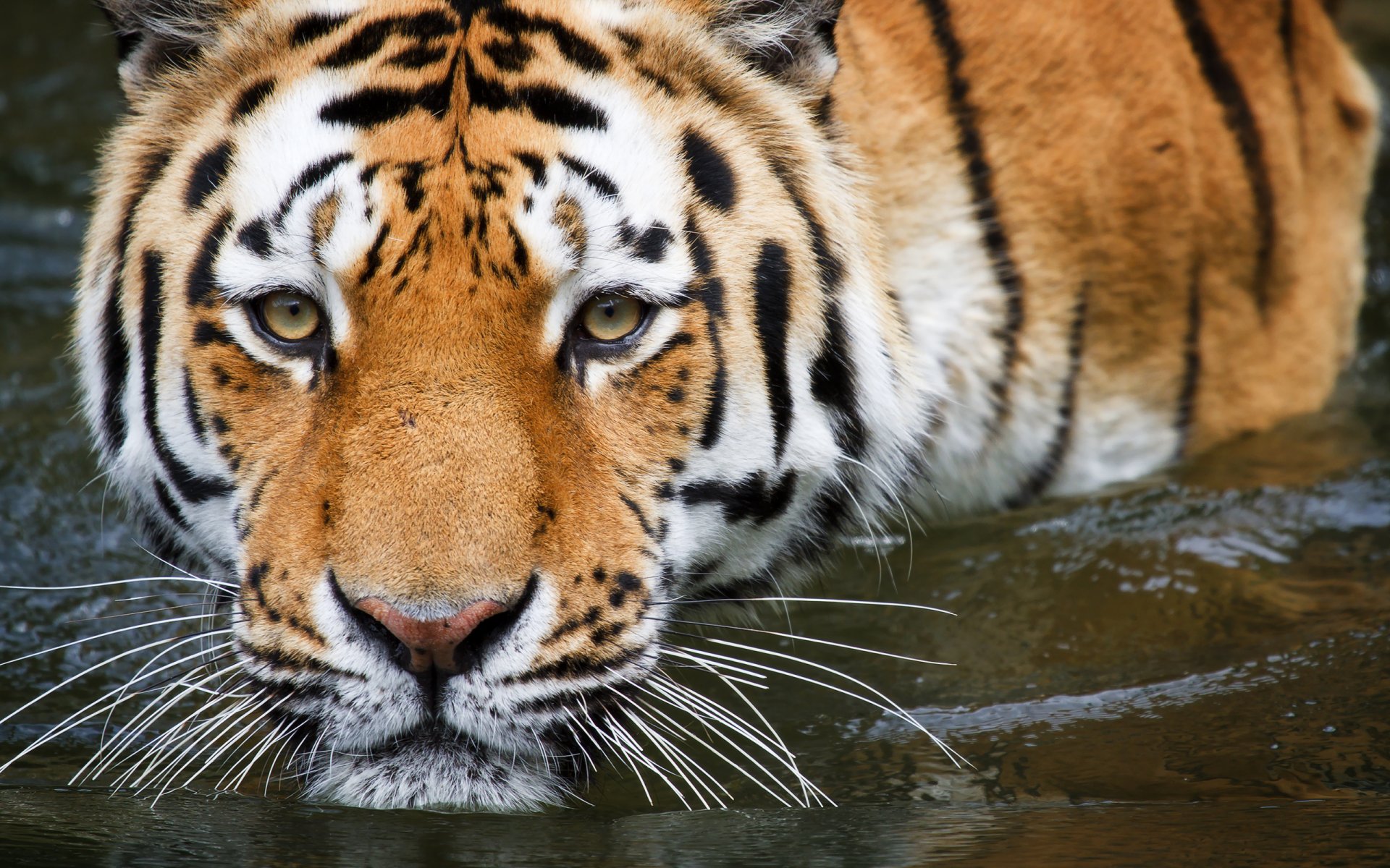 tiger water swimming