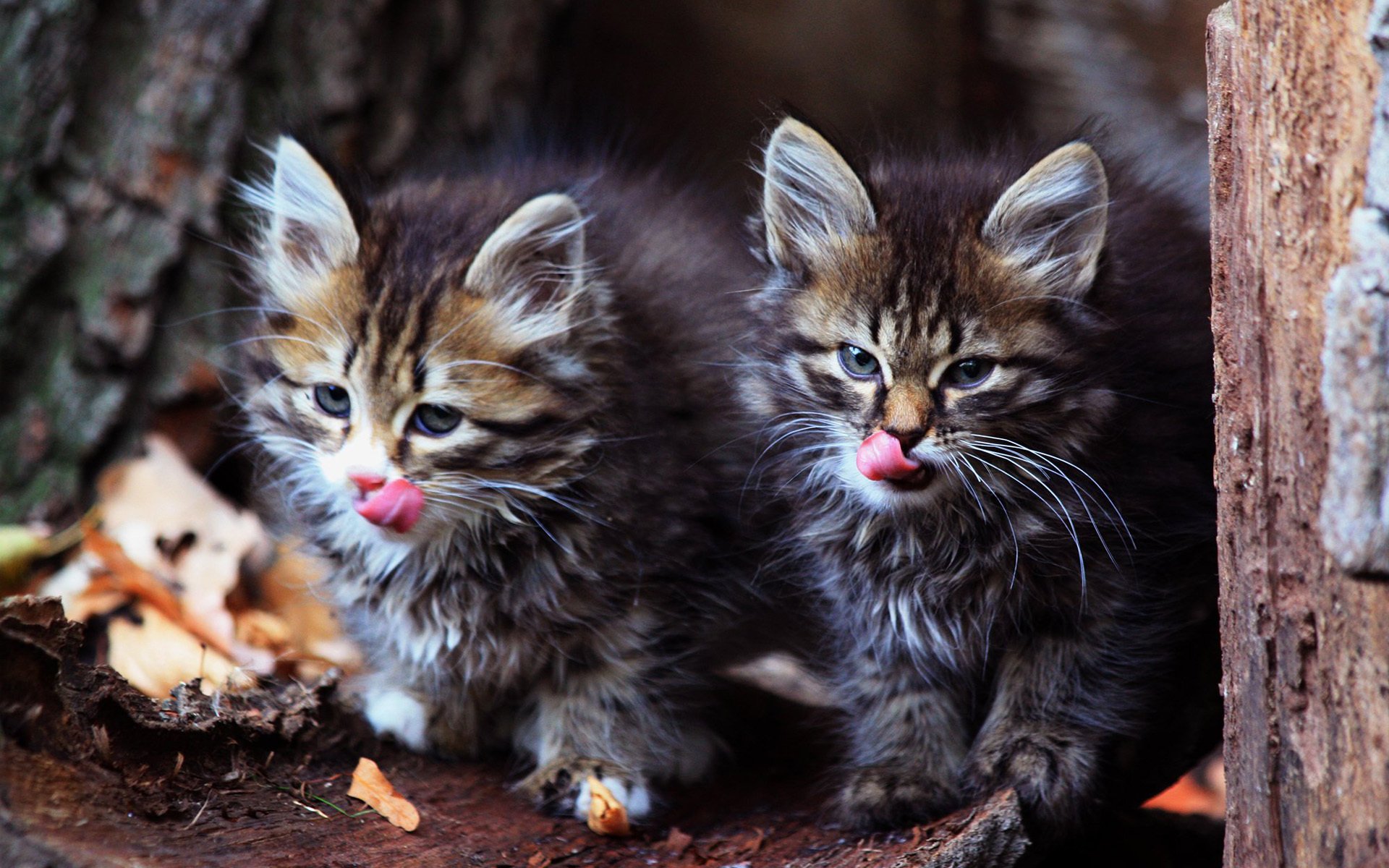 gatitos lenguas bigotes