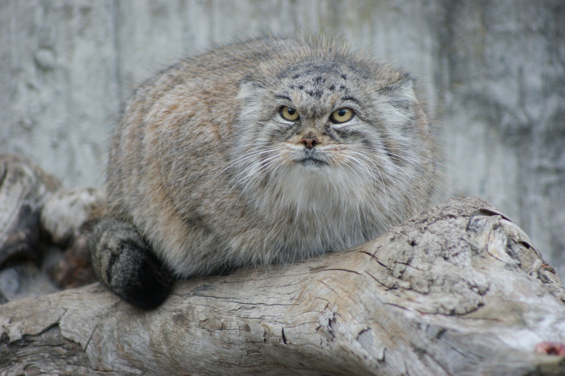 manul gatto accarezza