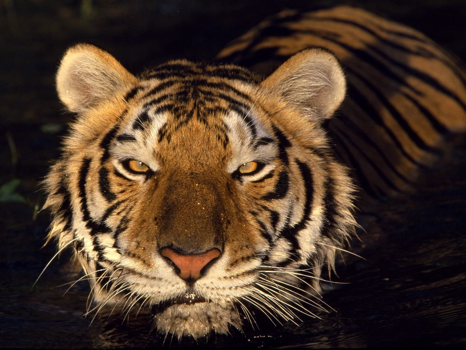 tigre agua vista