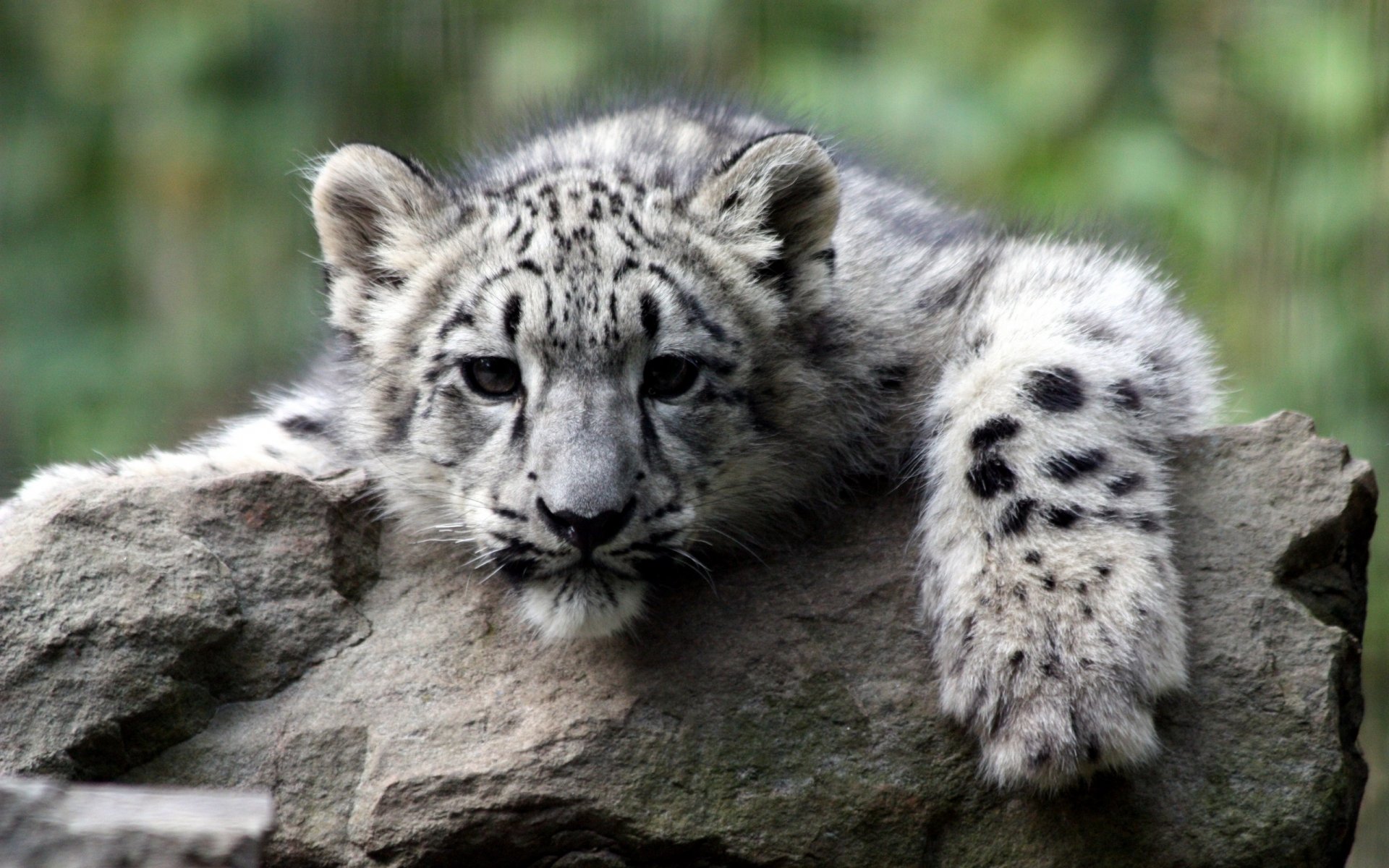 cachorro de tigre triste piedra