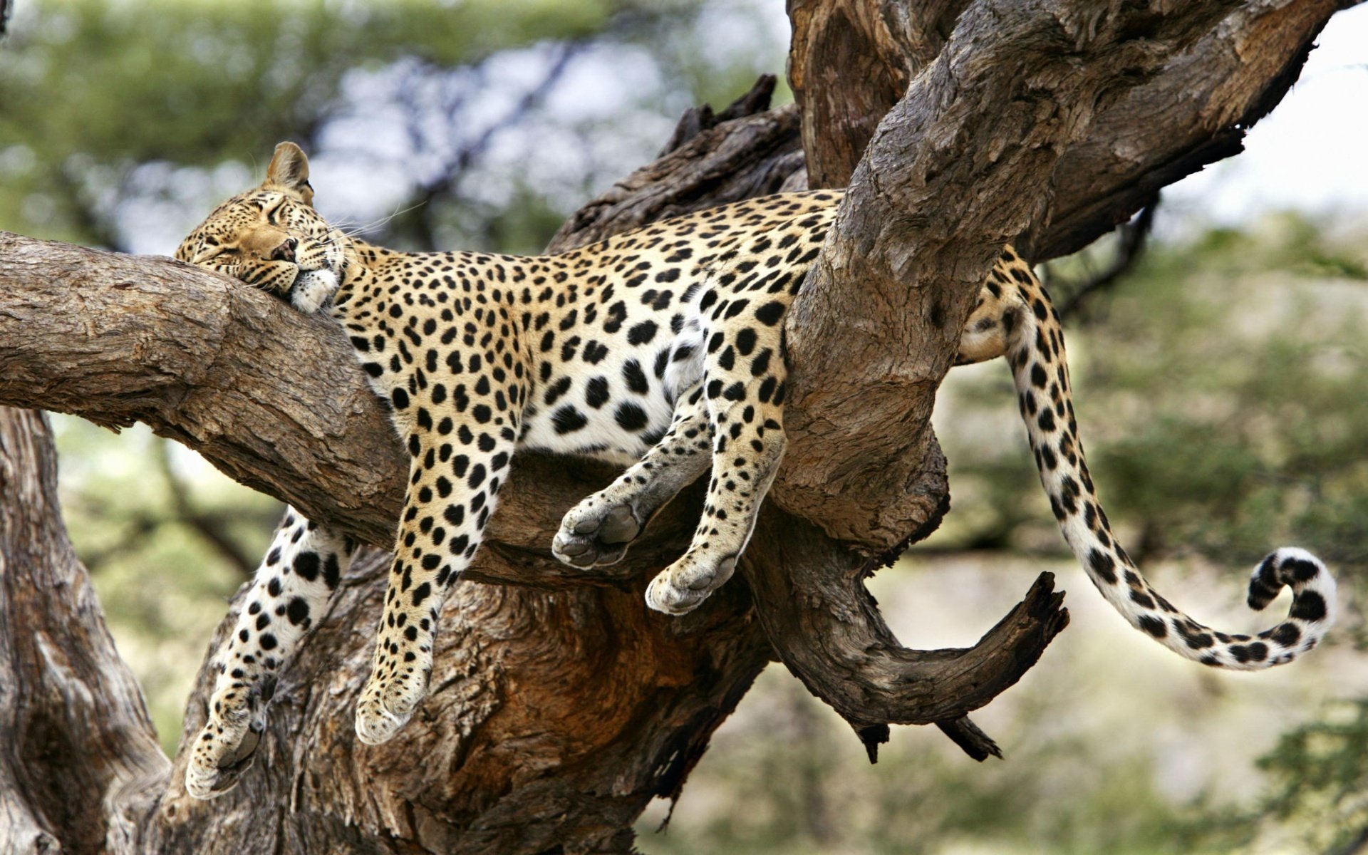 léopard confortable sommeil arbre