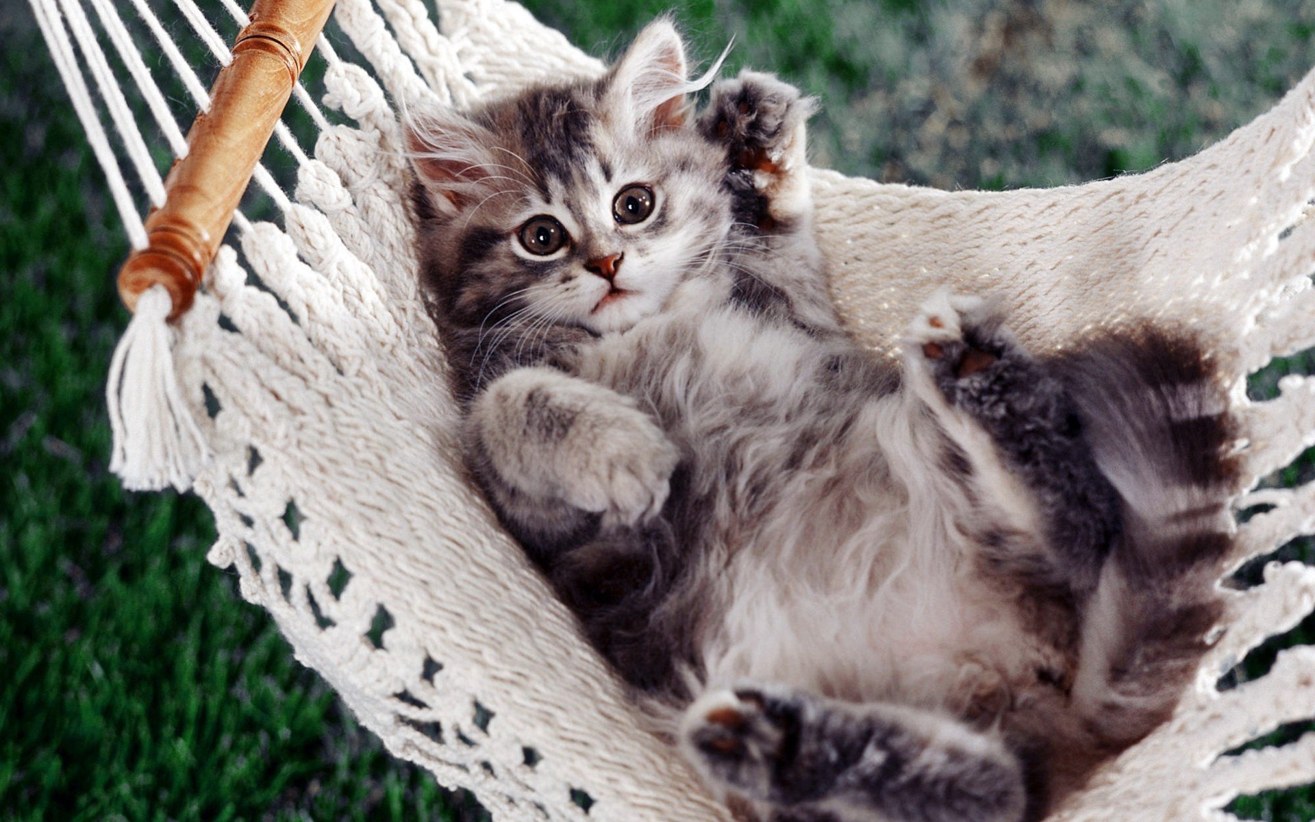 kitten hammock feet