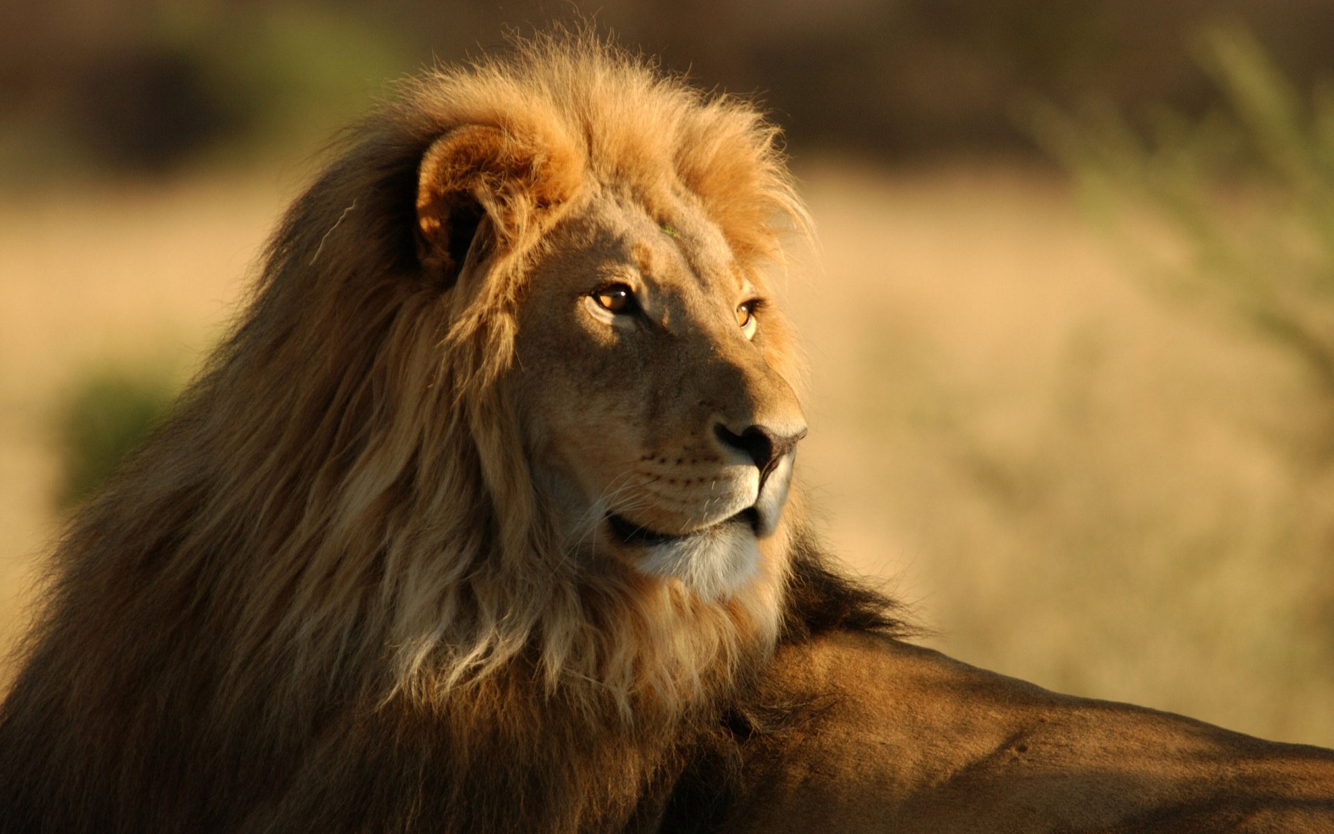 animaux lions chats sauvages afrique savane chats sauvages lions