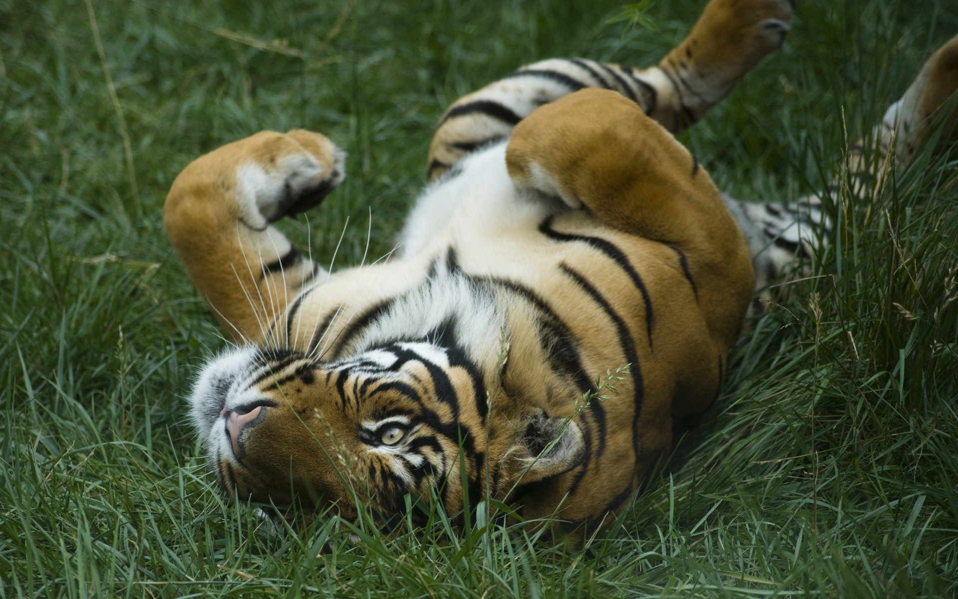 gatti selvatici tigri fighe fighe figa erba predatori riserve naturali zoo