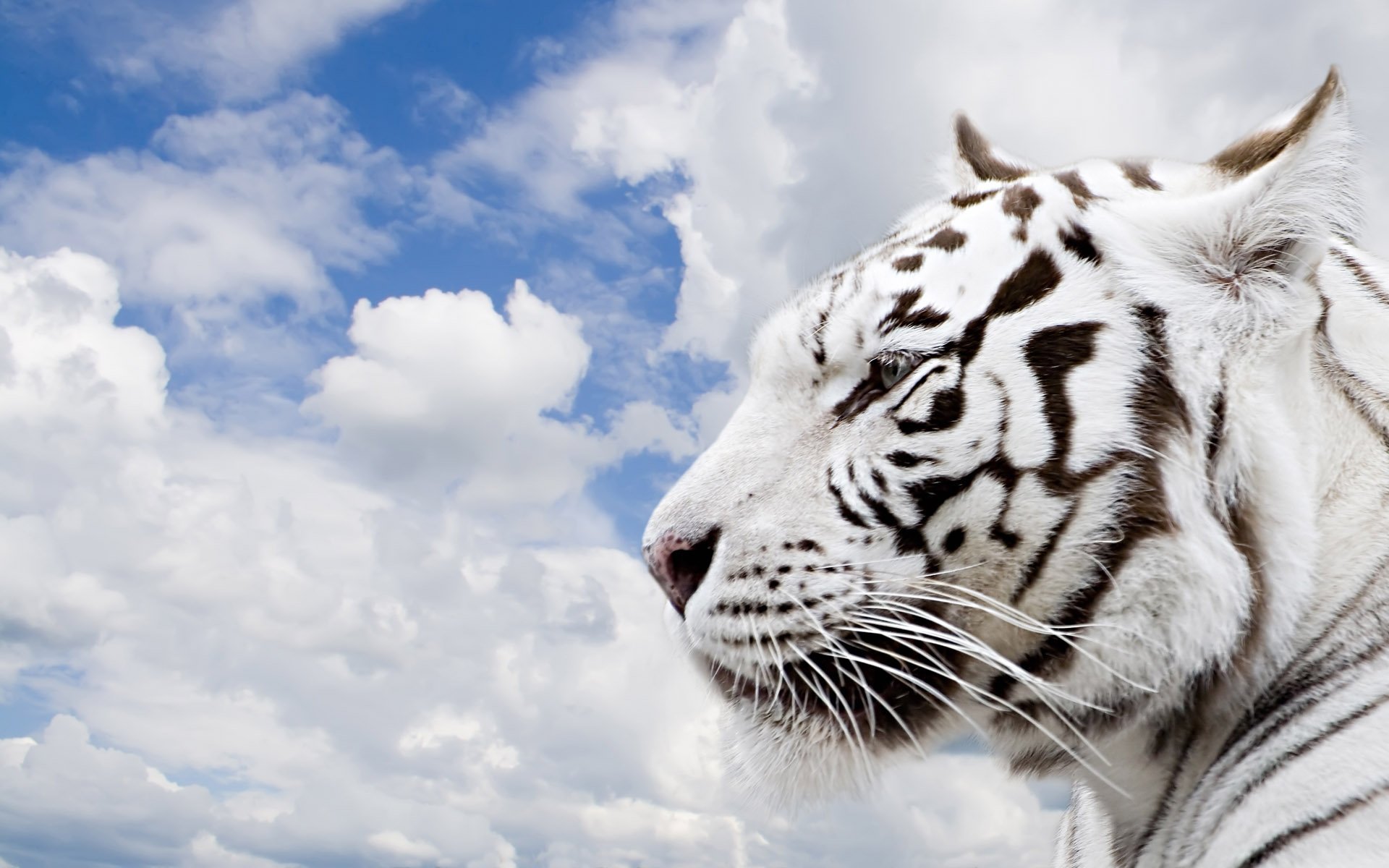 tiger clouds sky