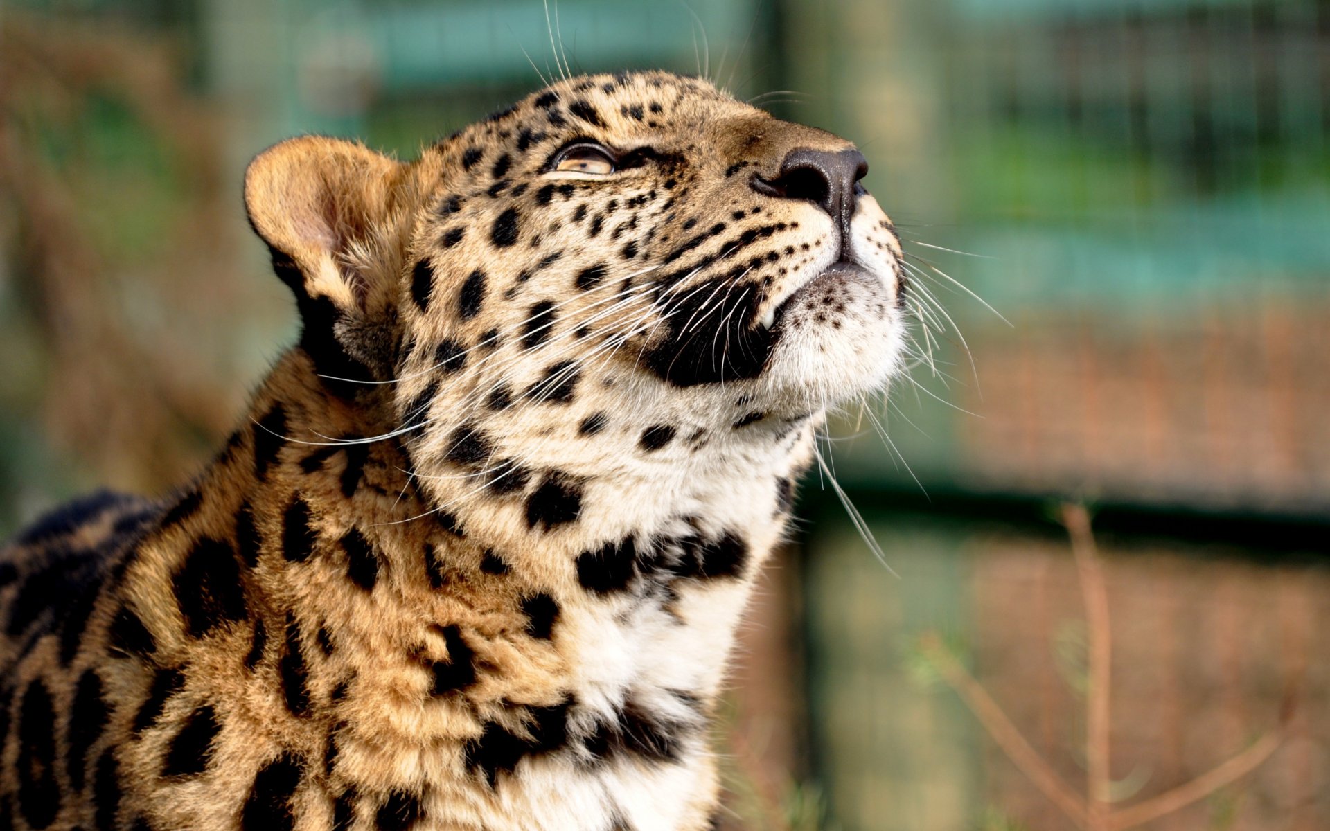 leopardo sognare ad occhi aperti testa