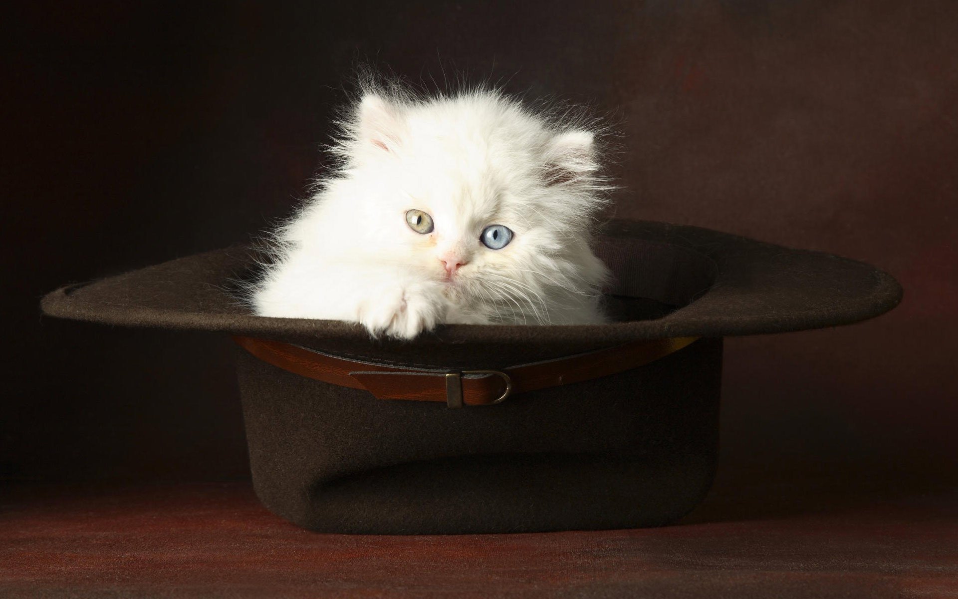 chaton blanc moelleux chapeau yeux