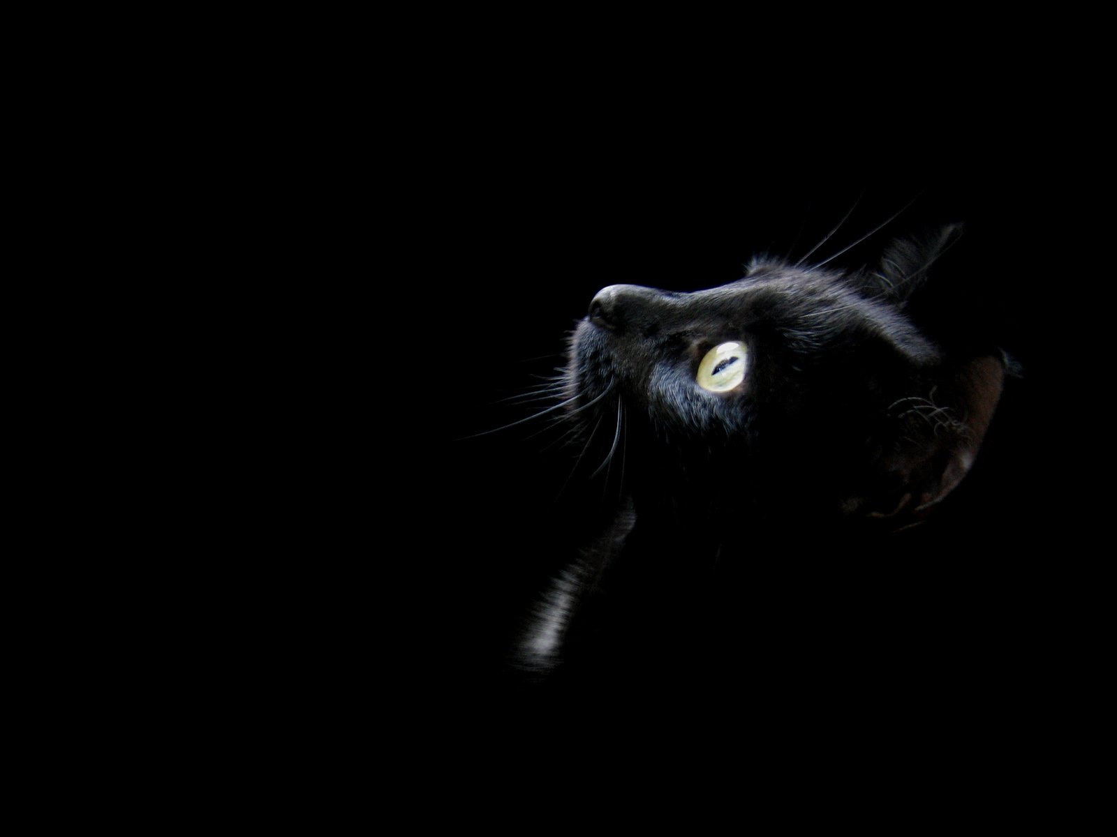 Заставка черный фон. Чёрный кот. Черные обои. Черное на черном фоне. Черная кошка на черном фоне.