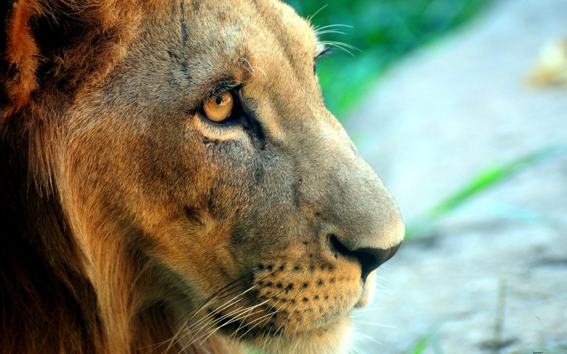 lion museau regard