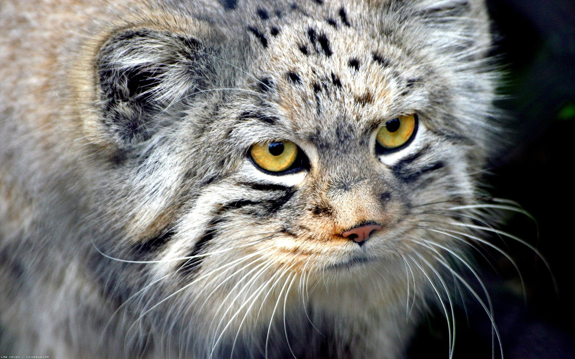 manul mirada bigote lana