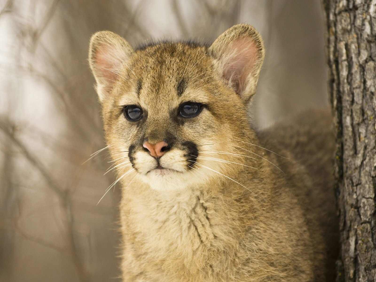 young hunter close view