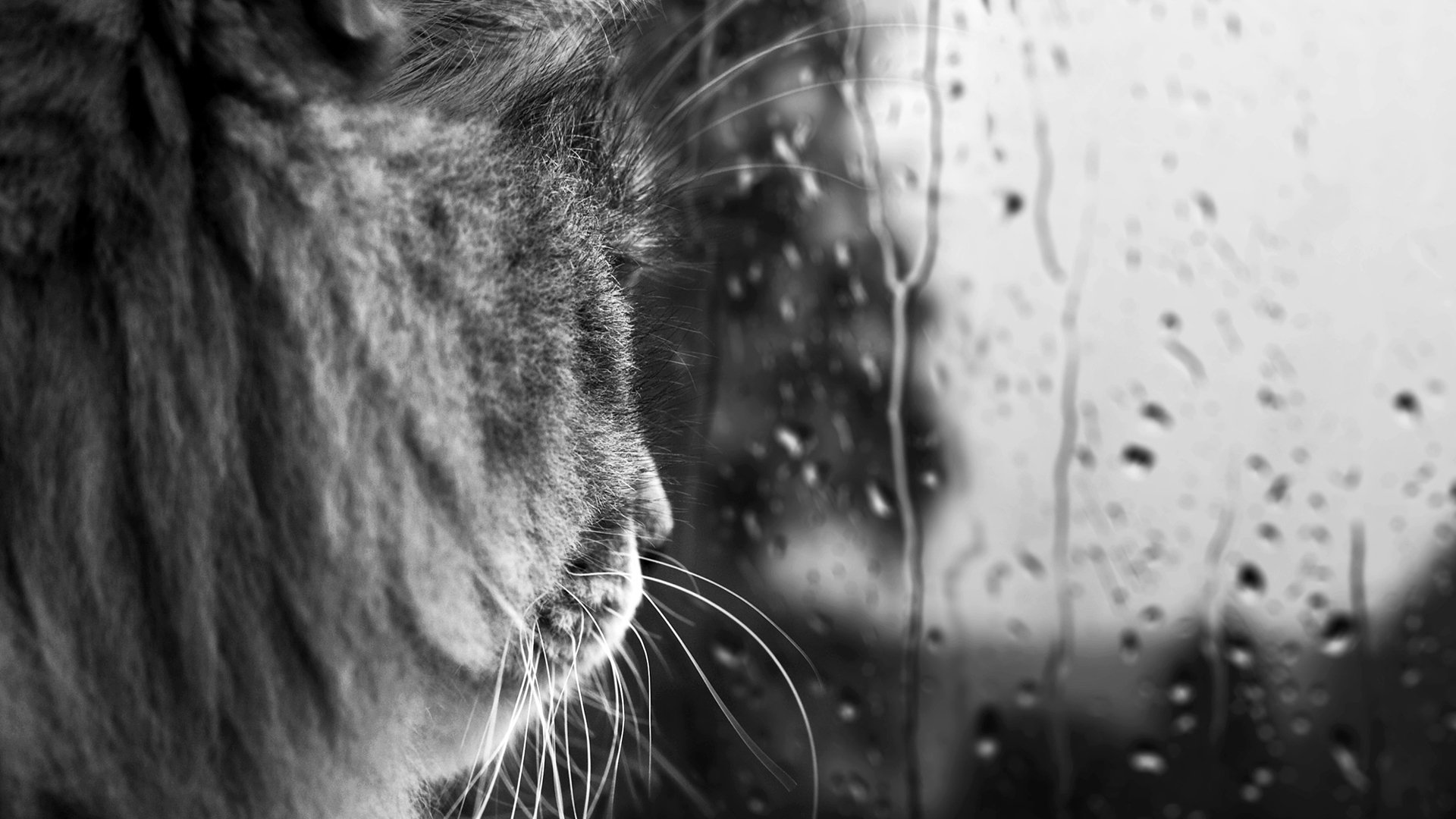 gato bigote blanco y negro gotas vidrio lluvia