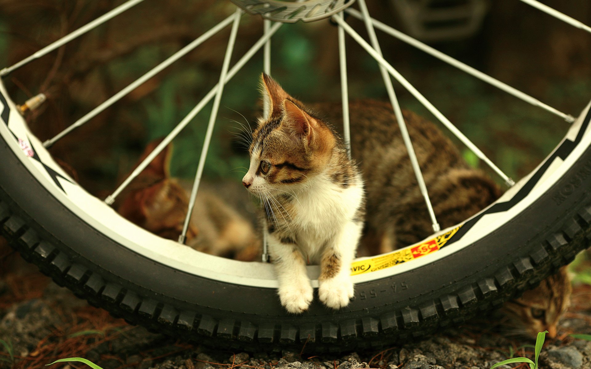 chaton roue regard rayons