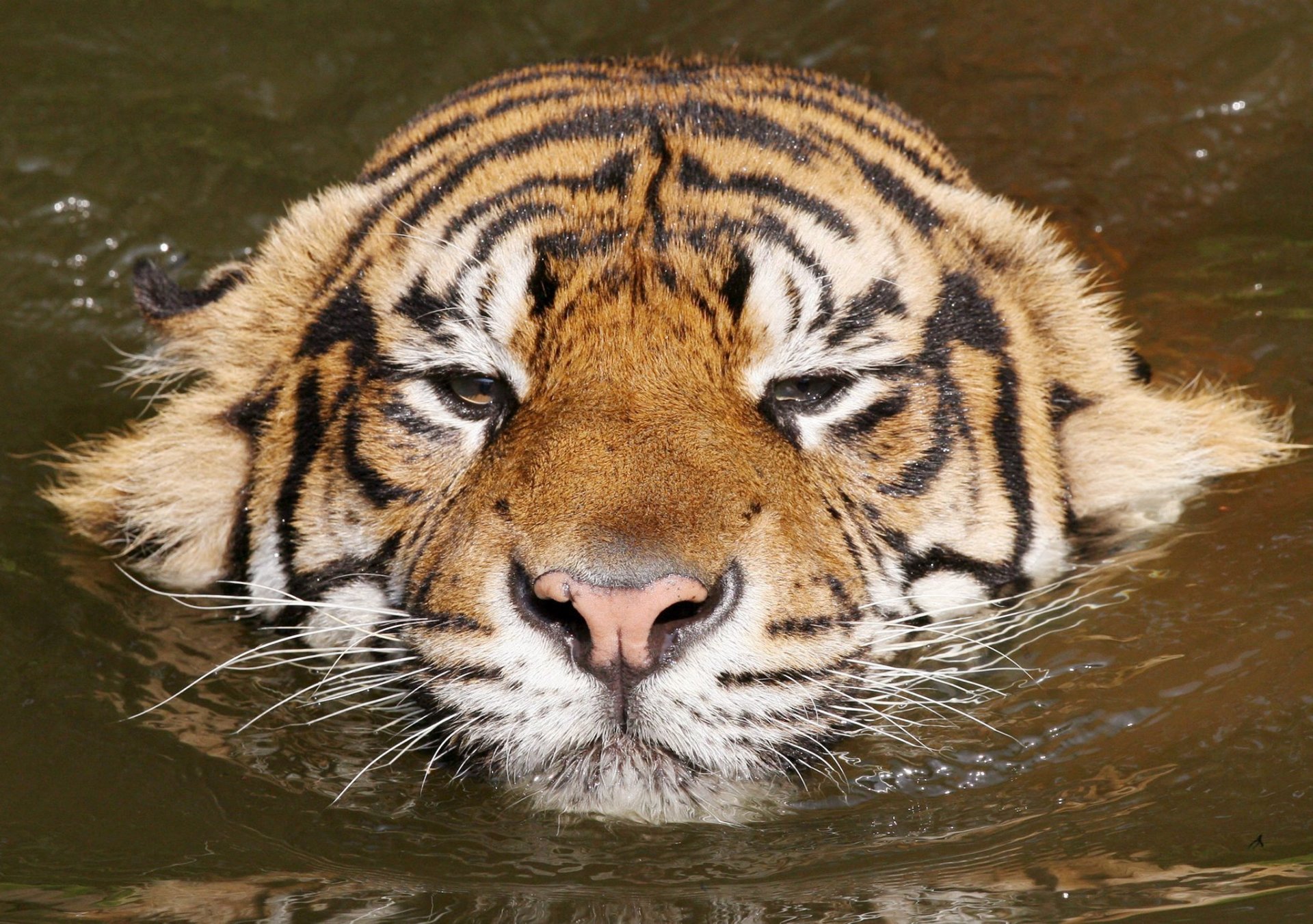 kisa tigre acqua relax