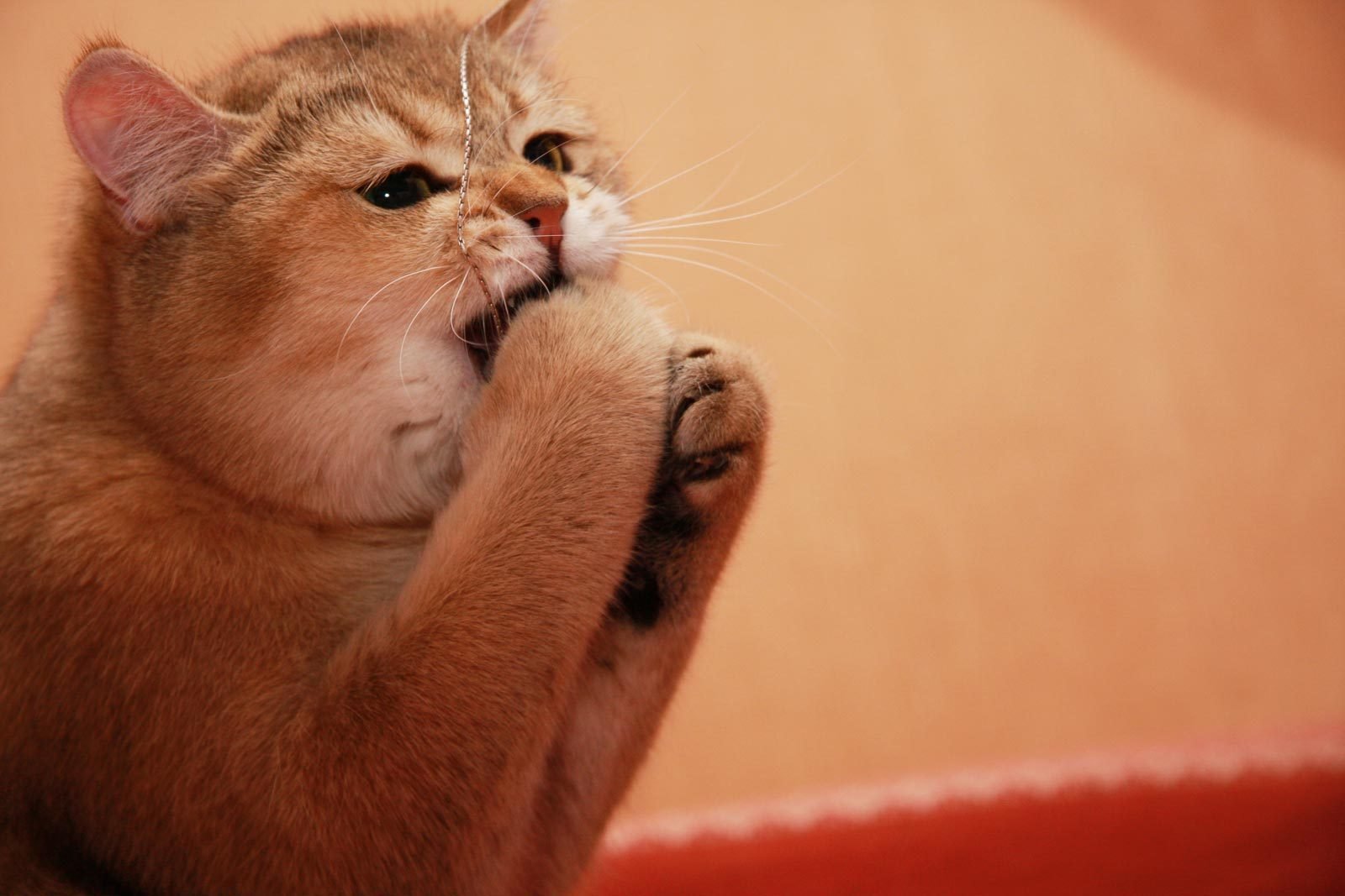 spielen niedlich katze katze