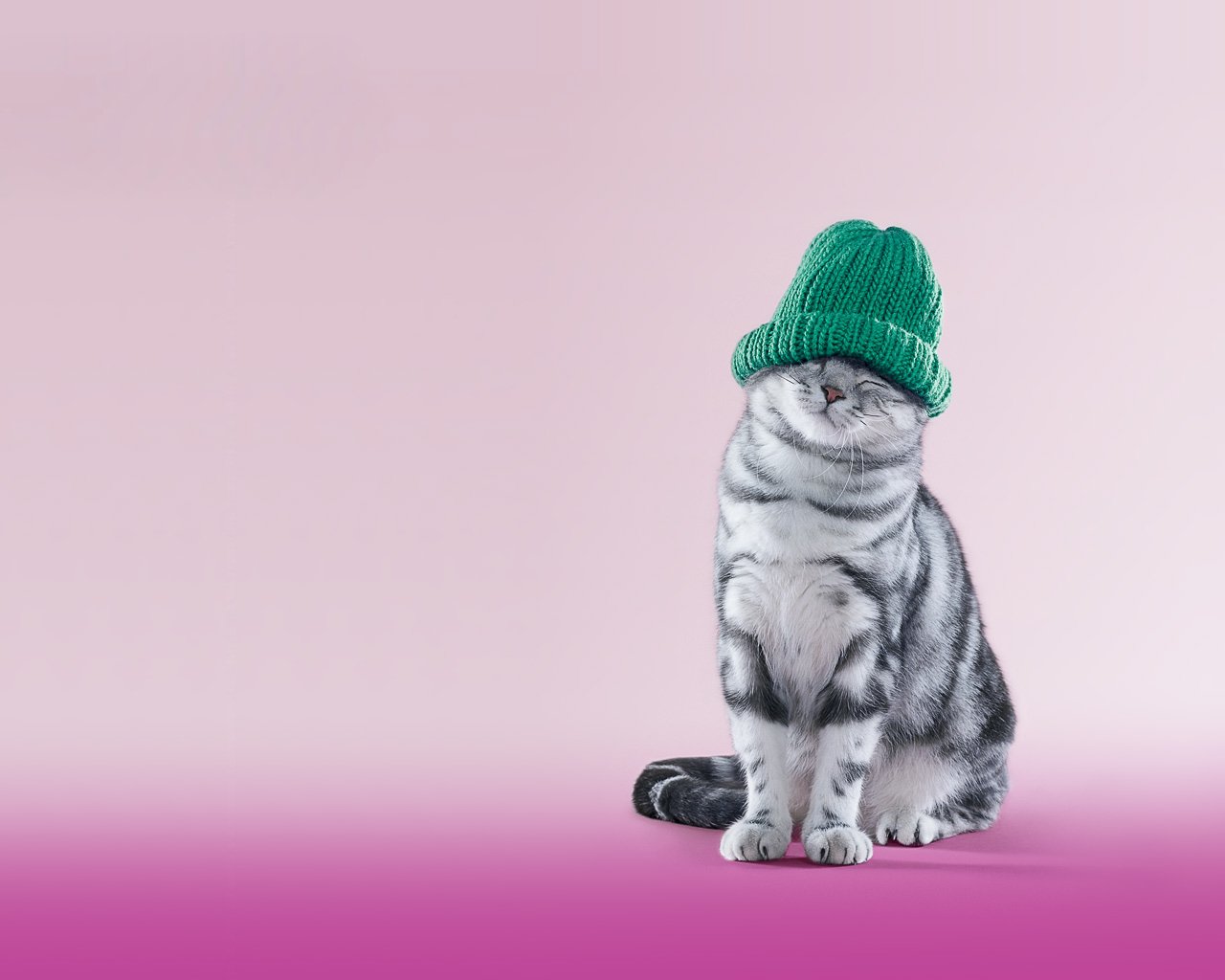 gatto animali cappello