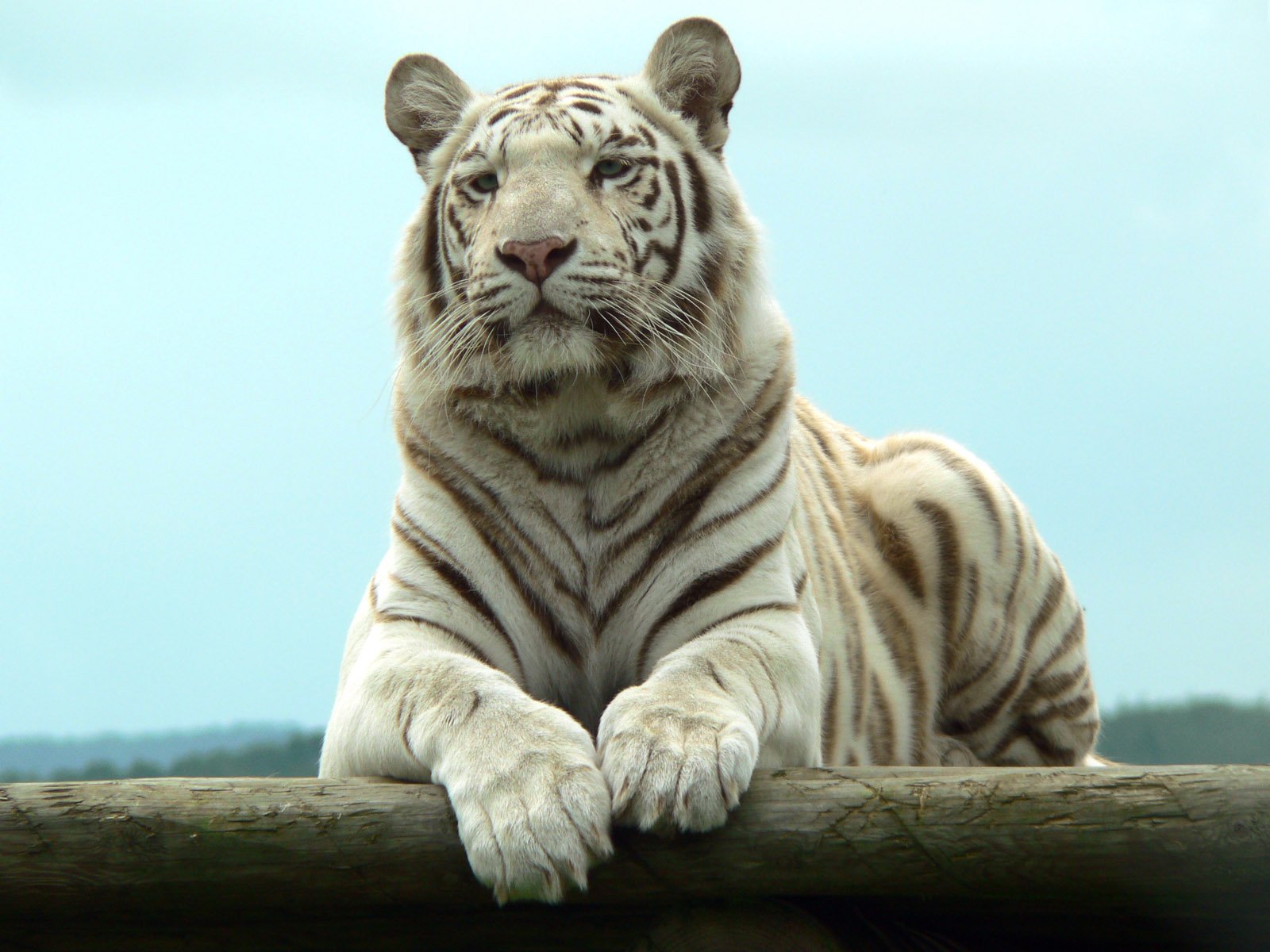 depredador tigre blanco descanso