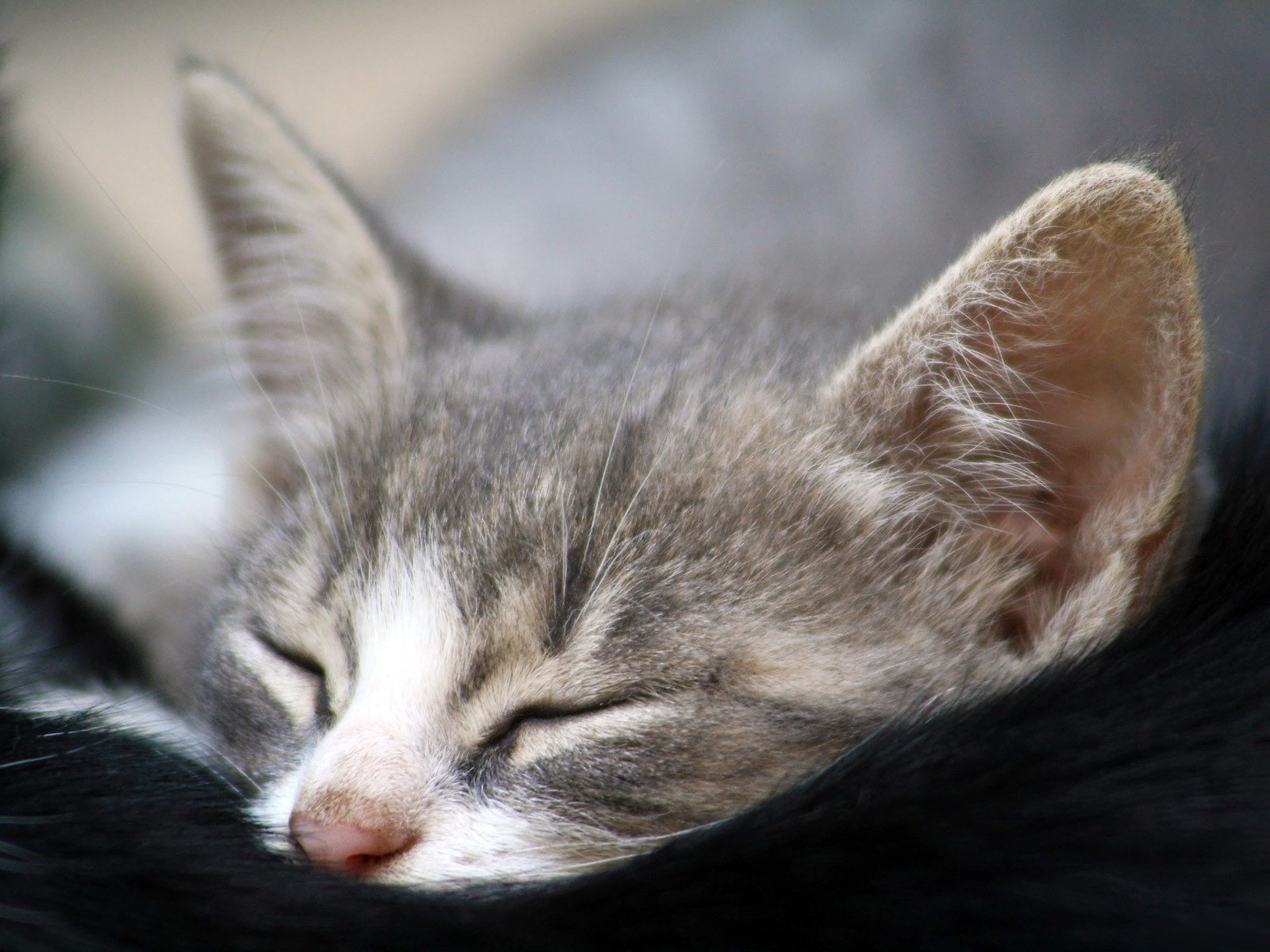 gatito gris cara macro