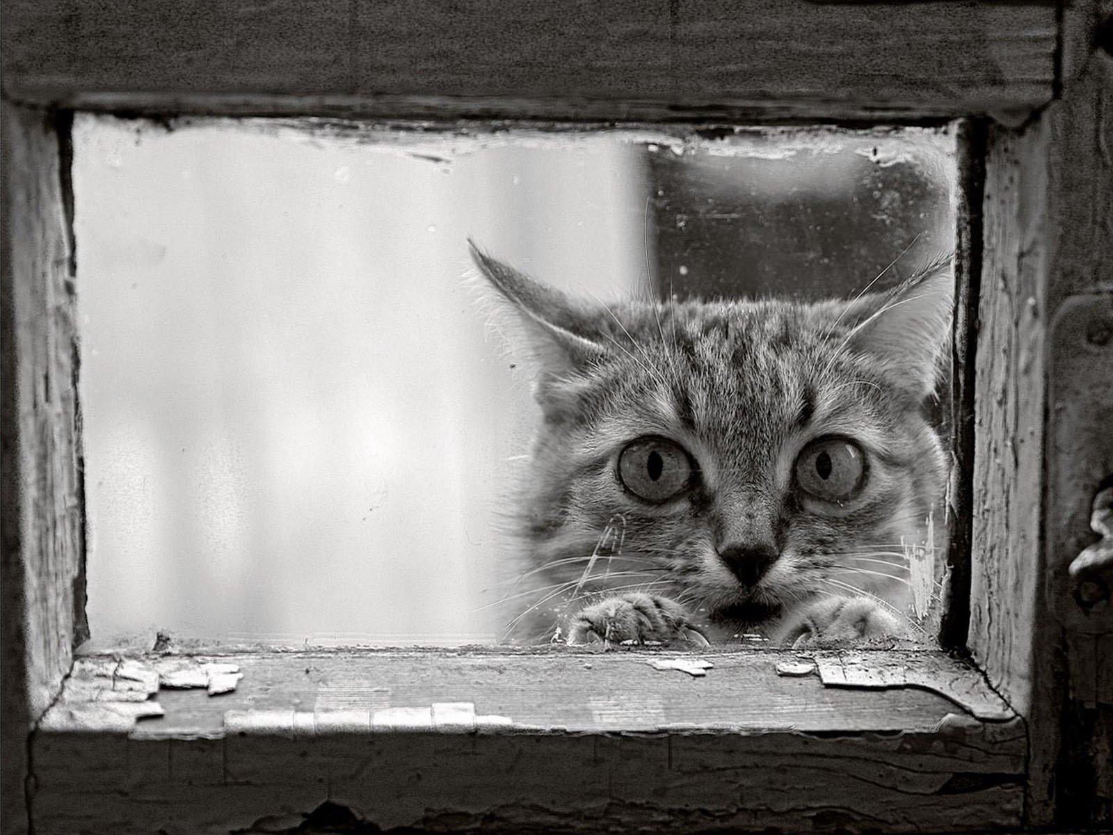 katze fenster rahmen schwarz und weiß blick