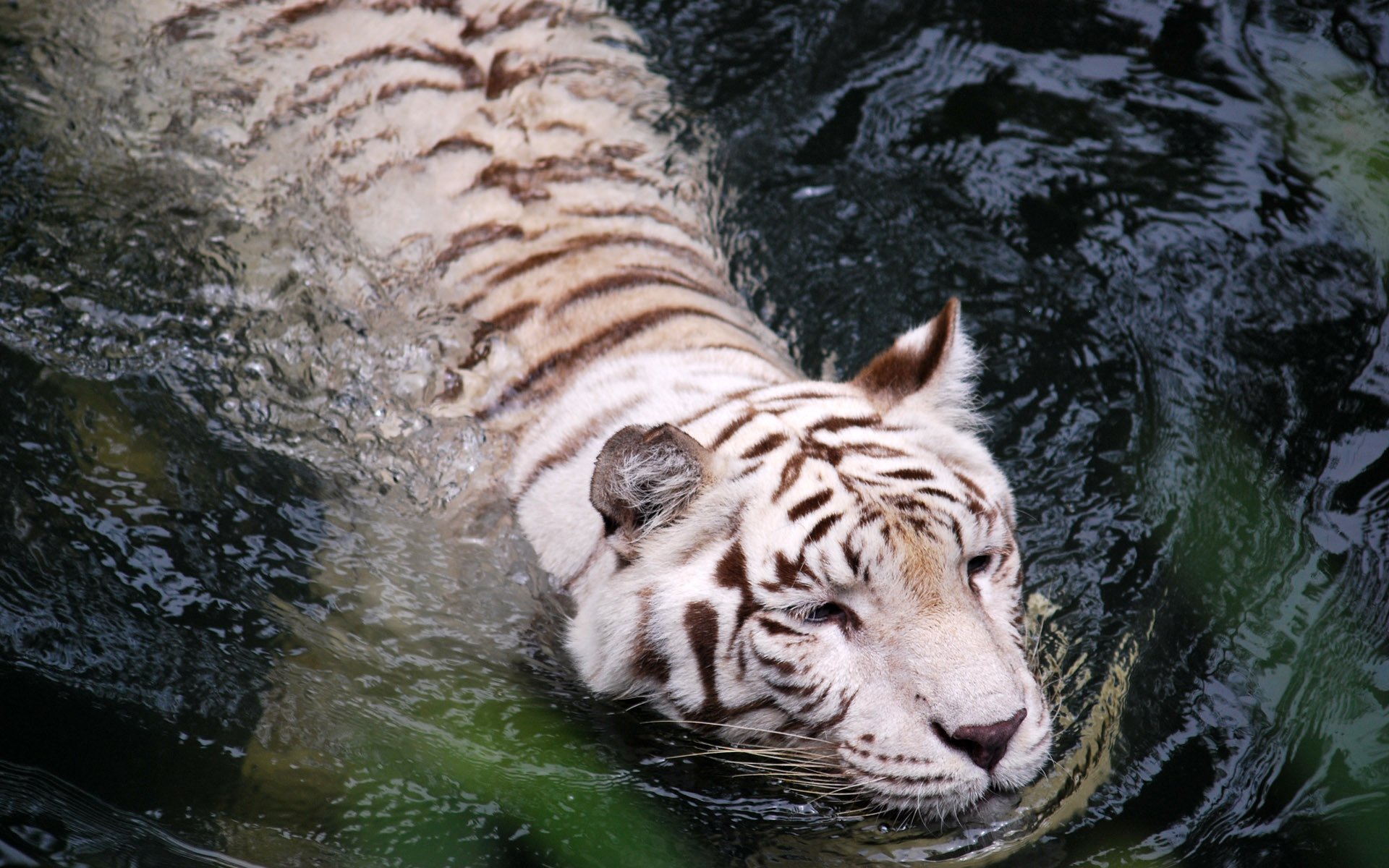 tiger wasser weiß