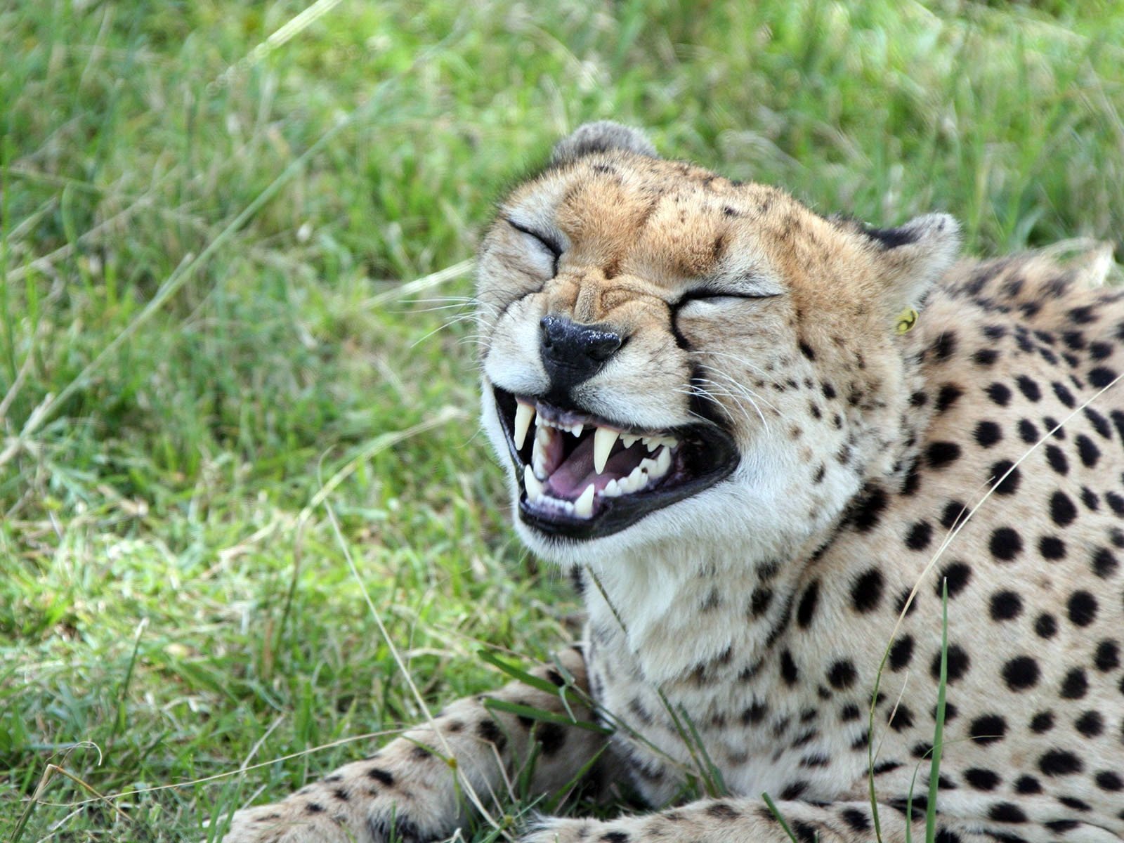 leoparden erzählt anektode