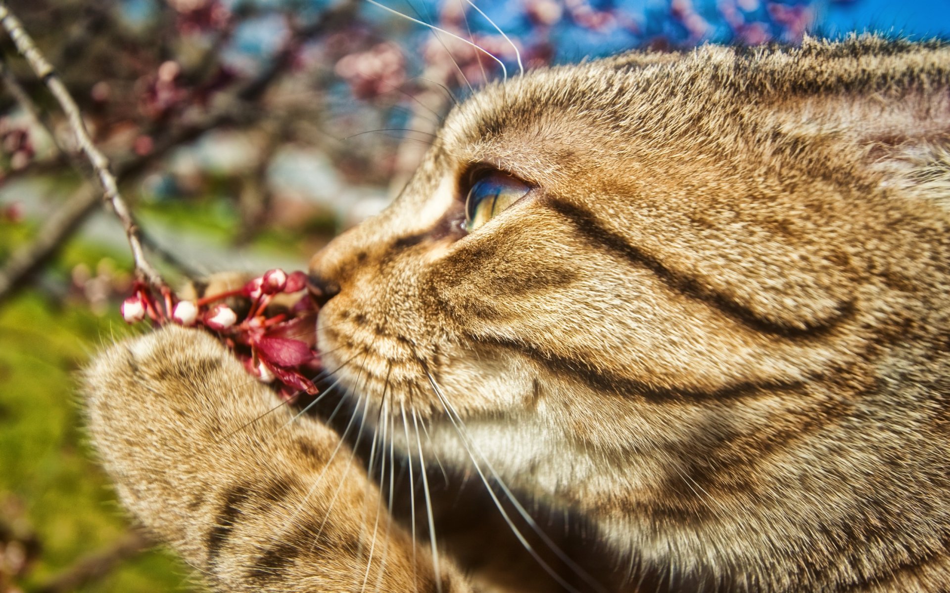 chat patte moustache branche fleur