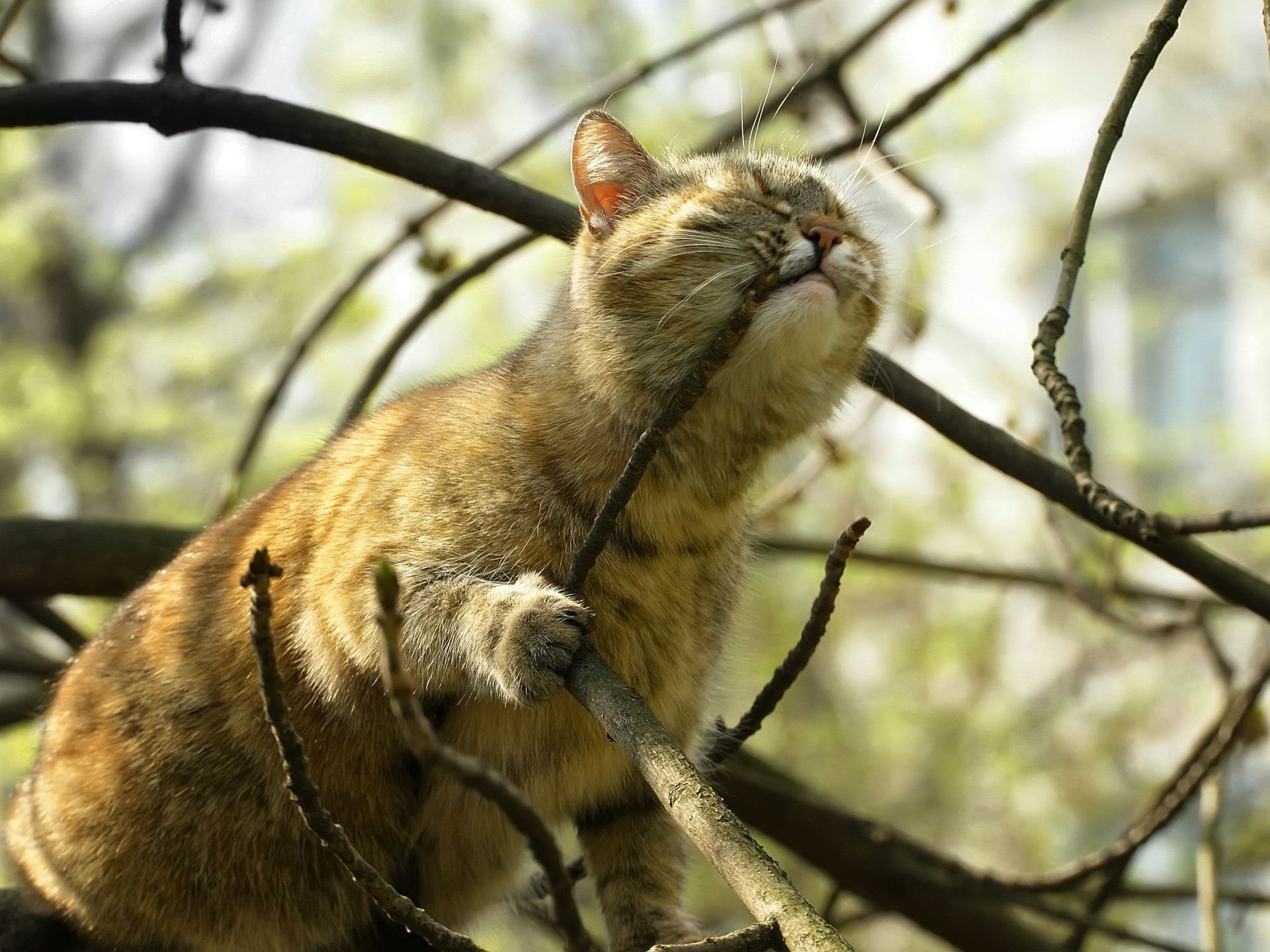 кот ветка дерево