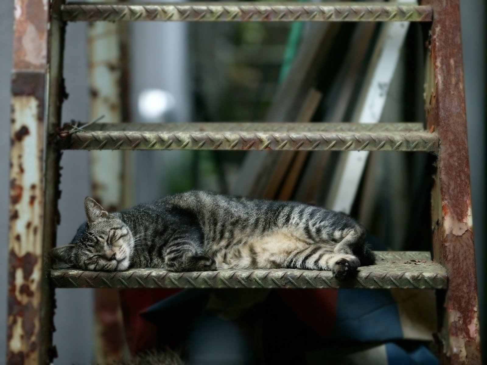 gatto addormentato silvicoltore