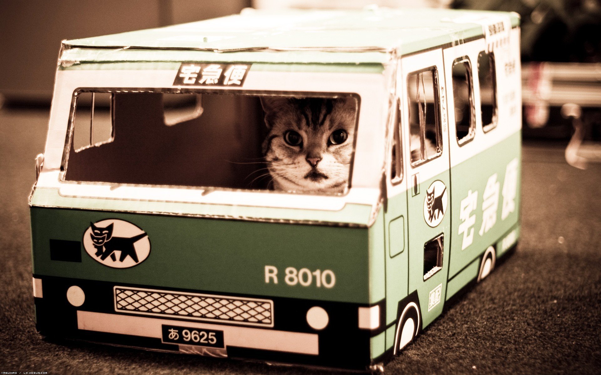 nekobasu autobus per gatti gatto