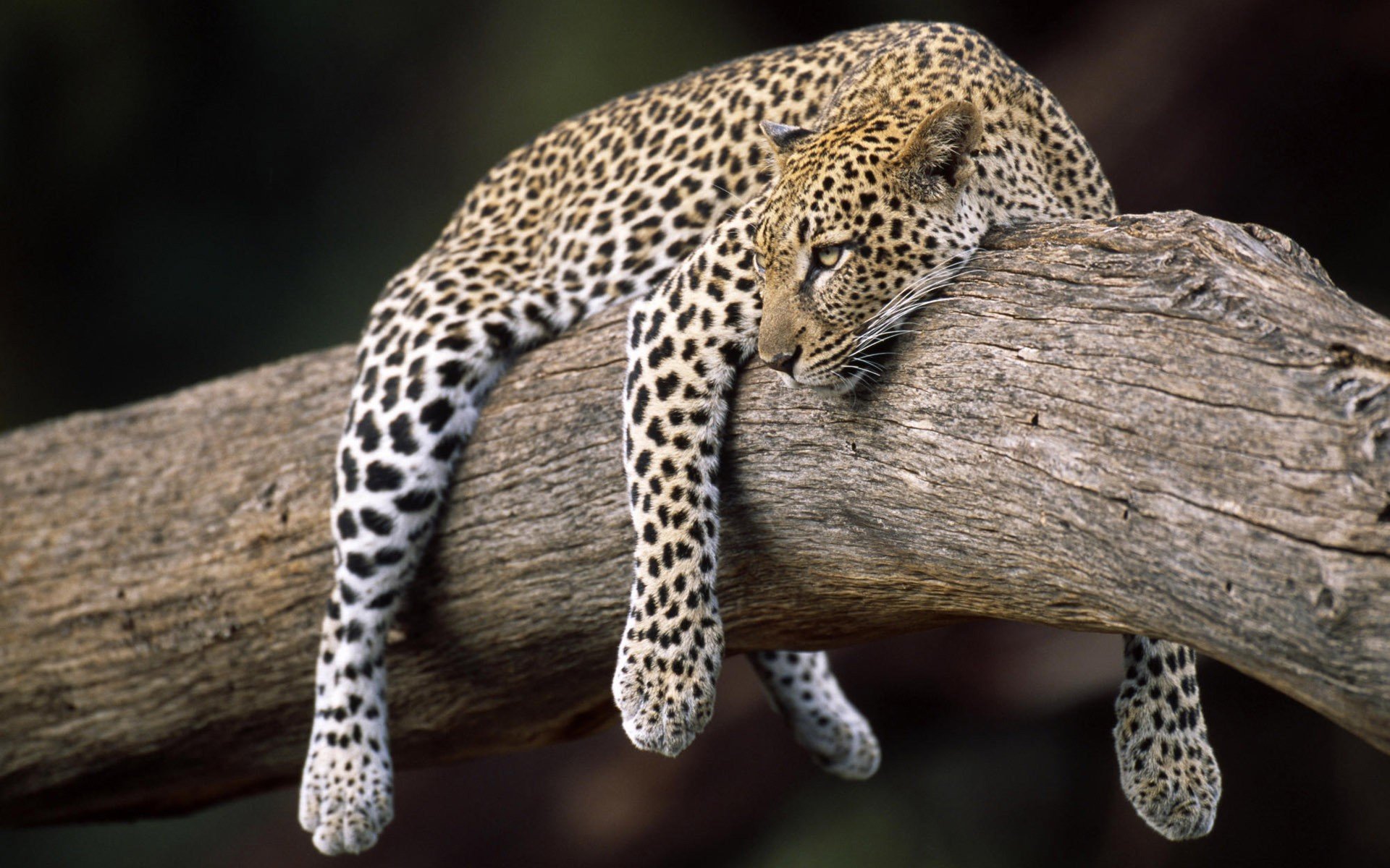 leopard wiegt auf einem baum