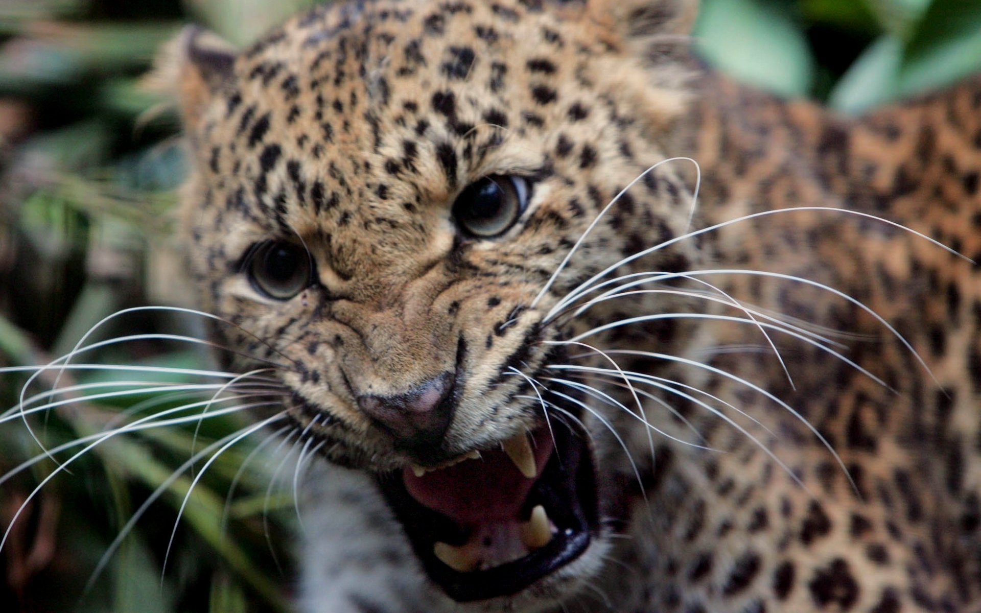 leopard mustache fangs grin