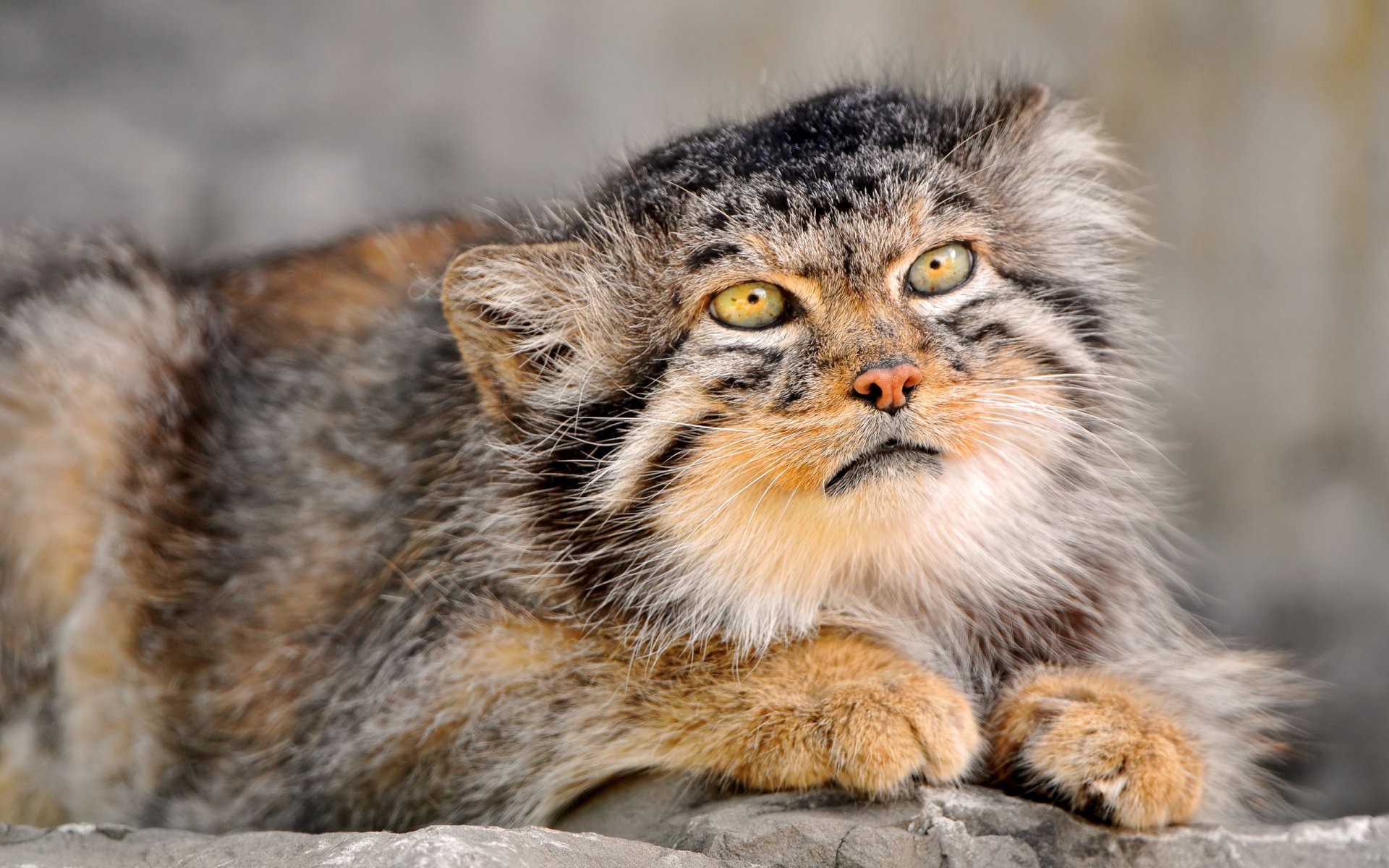 kolorystyka futro wełna manul oczy