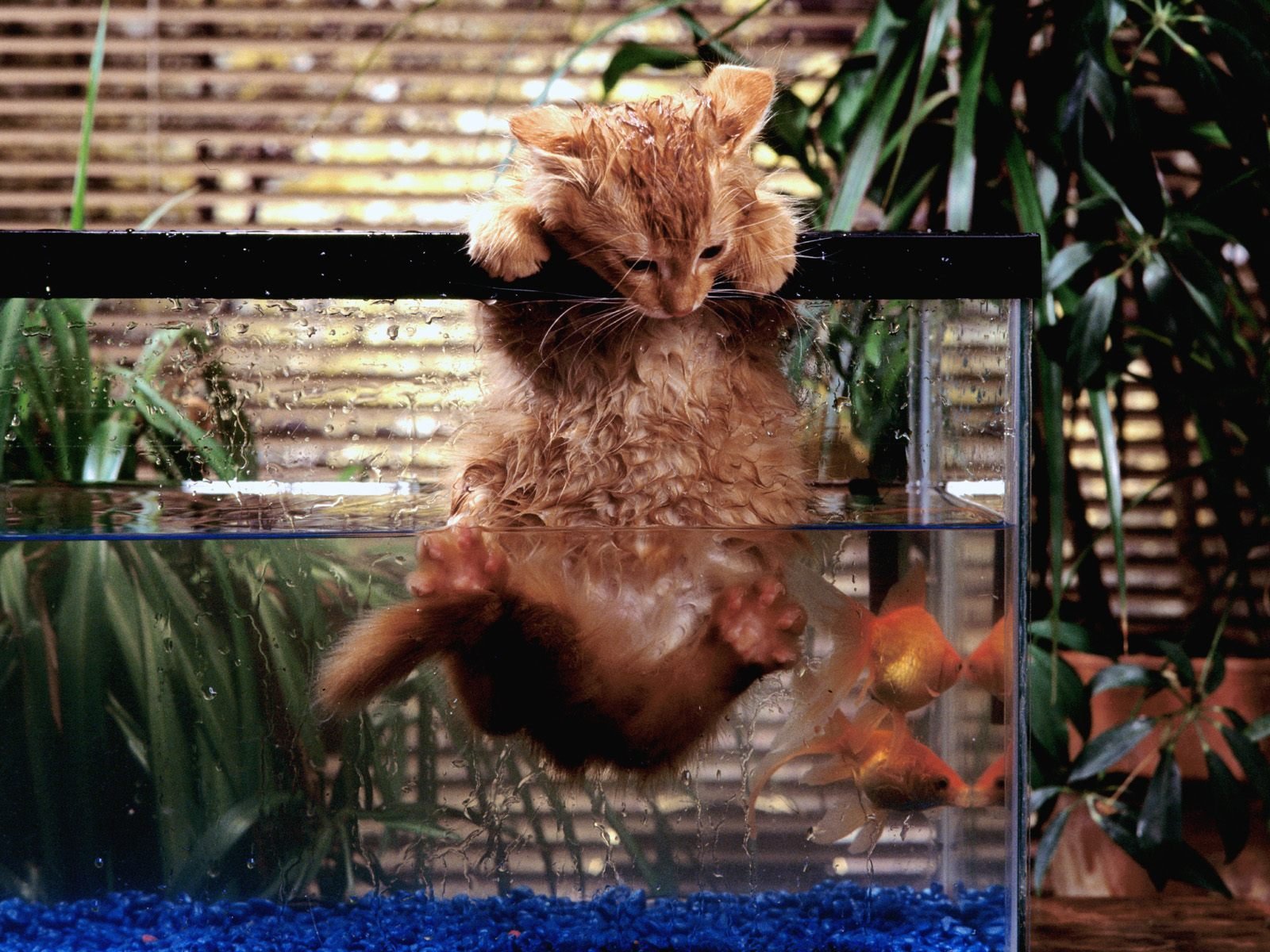 katze rot aquarium fische situation