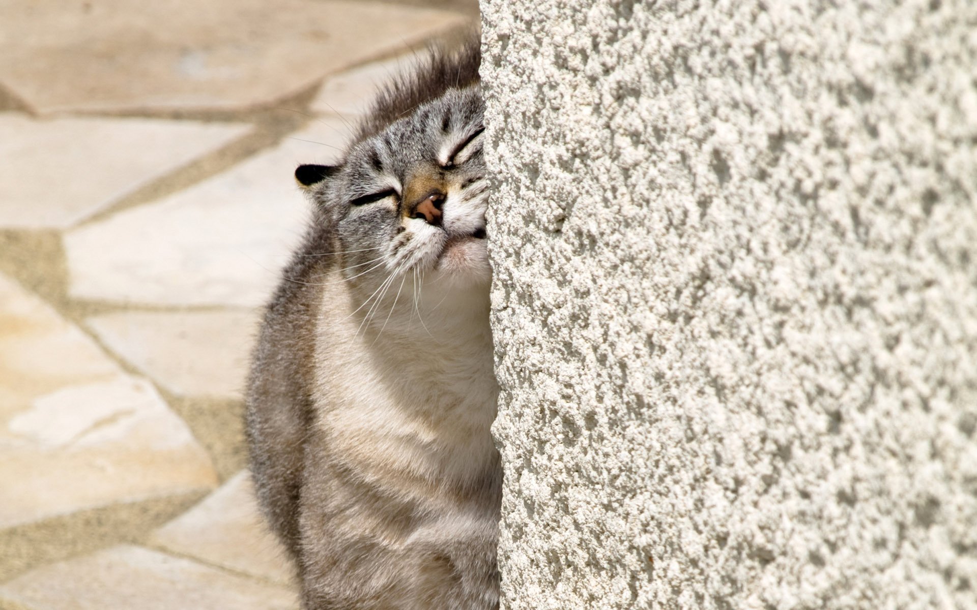 chat domestique animal