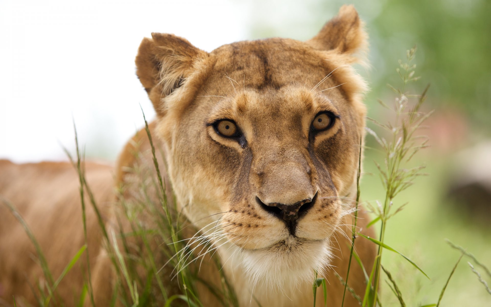 animaux prédateur lionne lion animaux