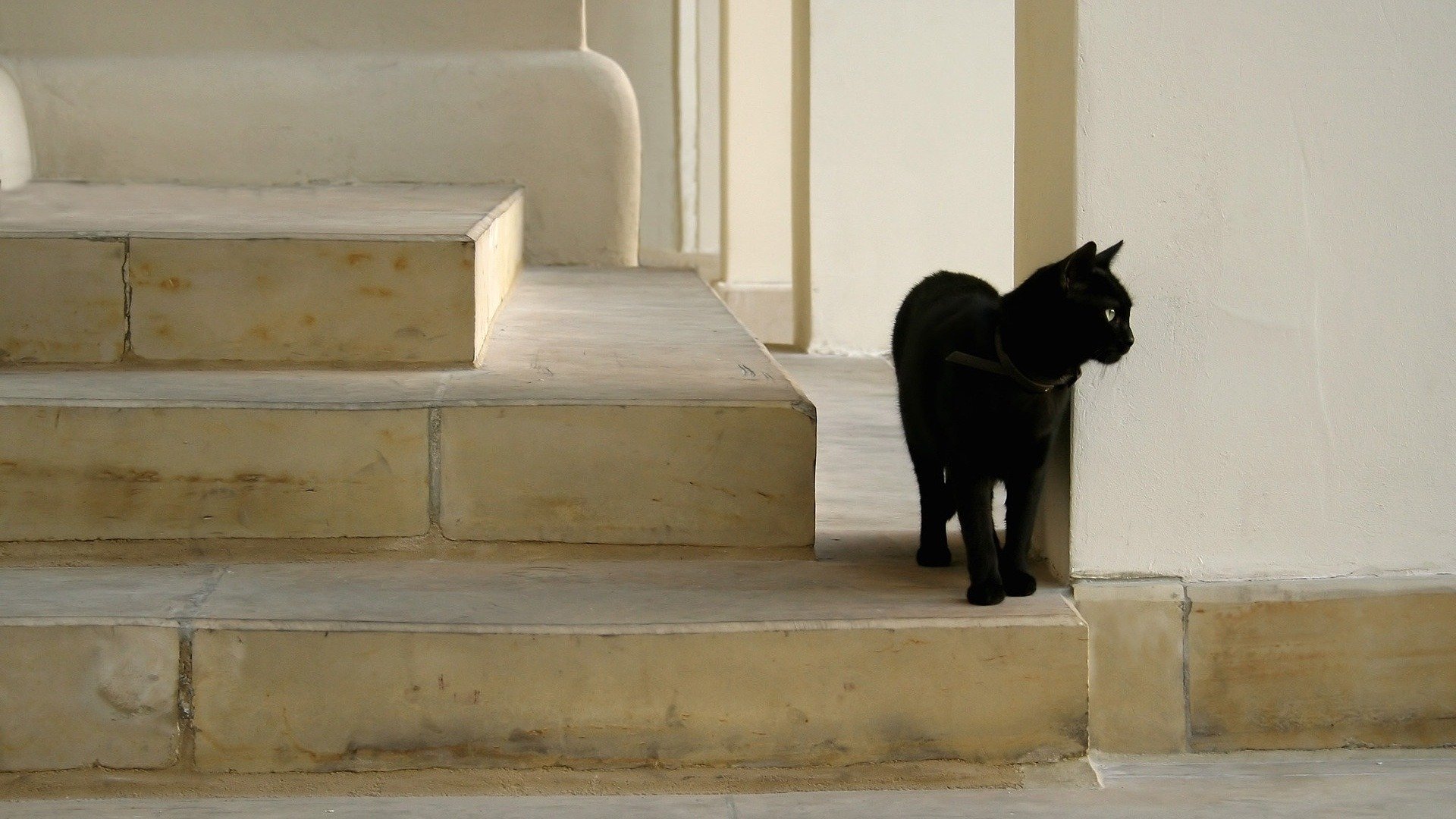 schwarz katze auf der försterei