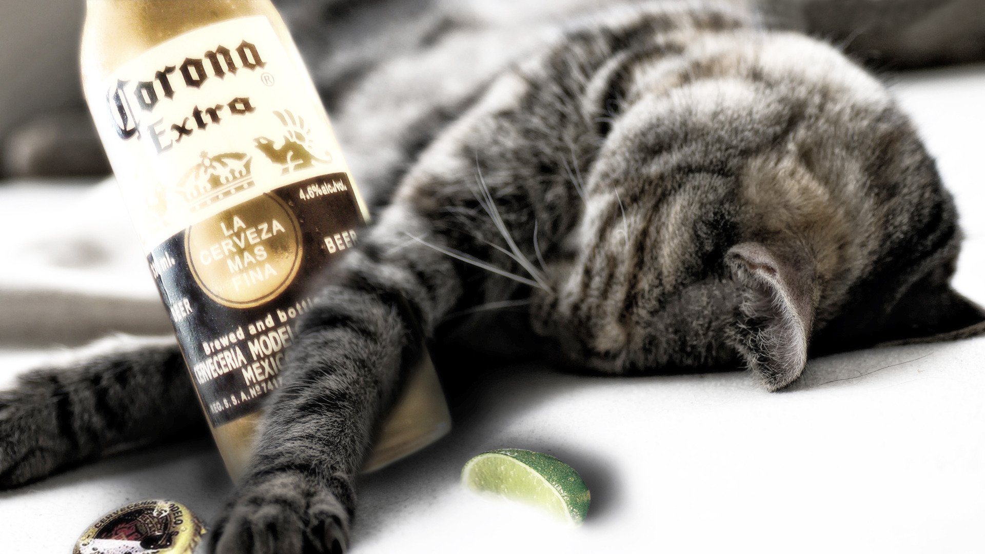 gato botella durmiendo