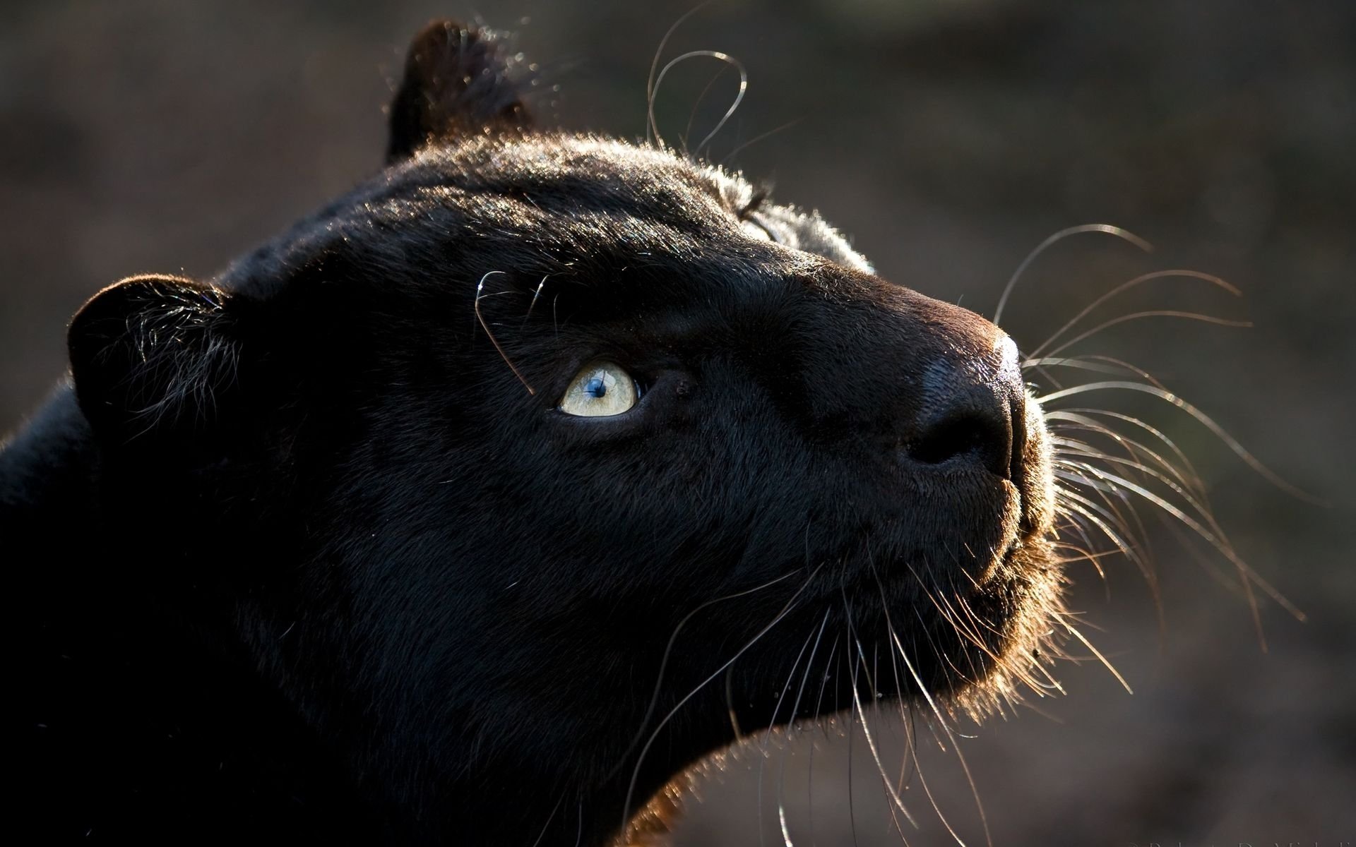 pantera gato depredador subida